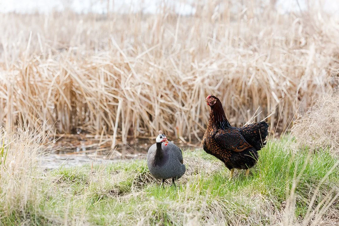 Cute chickens at Sage & Honey Spa in Bend Oregon