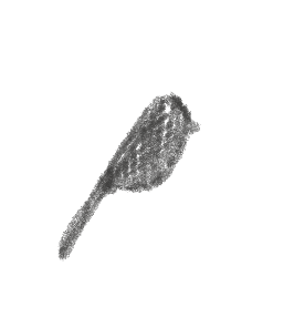 Sketch of black bird