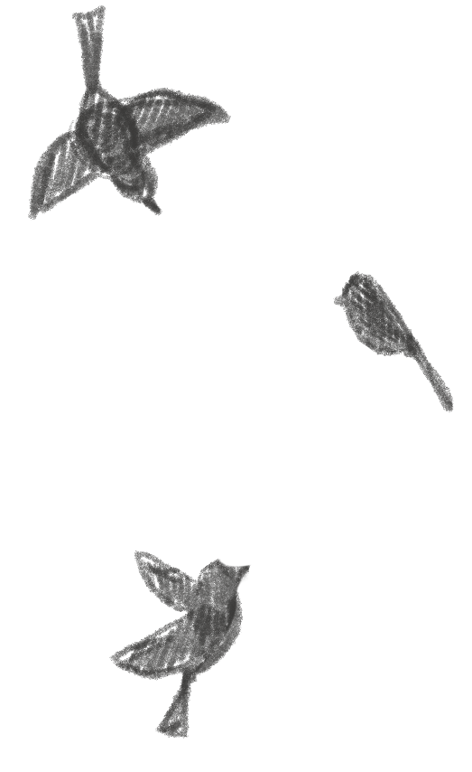 Sketch of three black birds