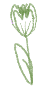 Sketch of green tulip