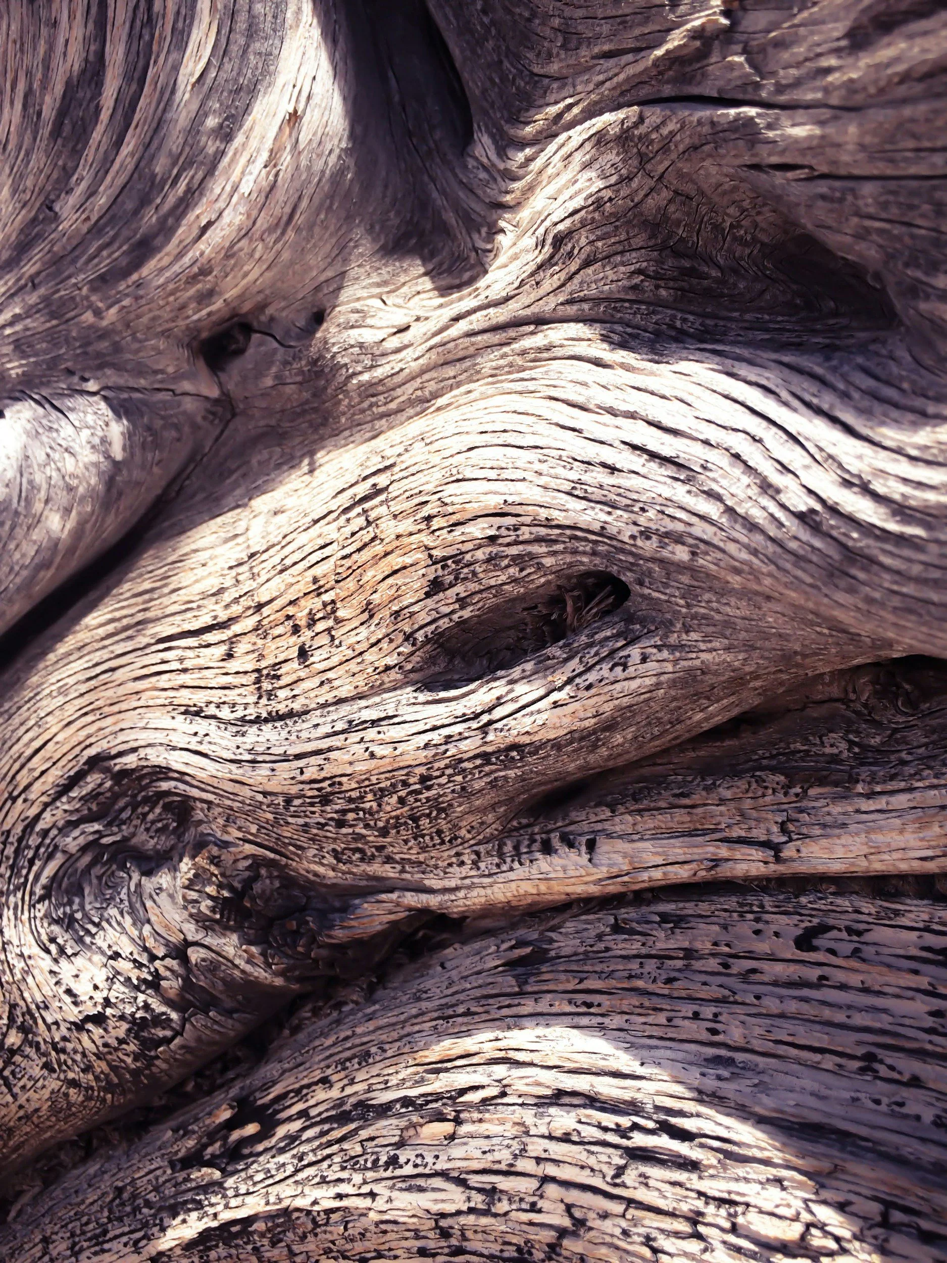 Close-up of weathered, textured tree bark with deep grooves and swirling patterns.