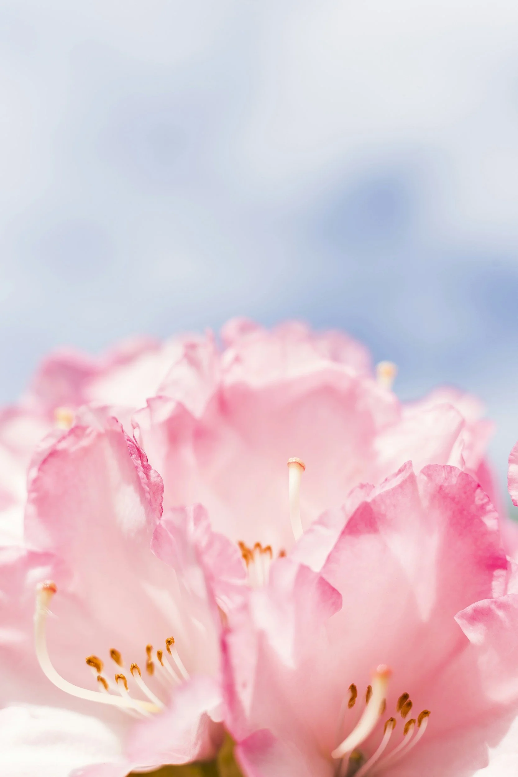 Close-up of pink flower petals with prominent stamens against a soft blue and white sky background.