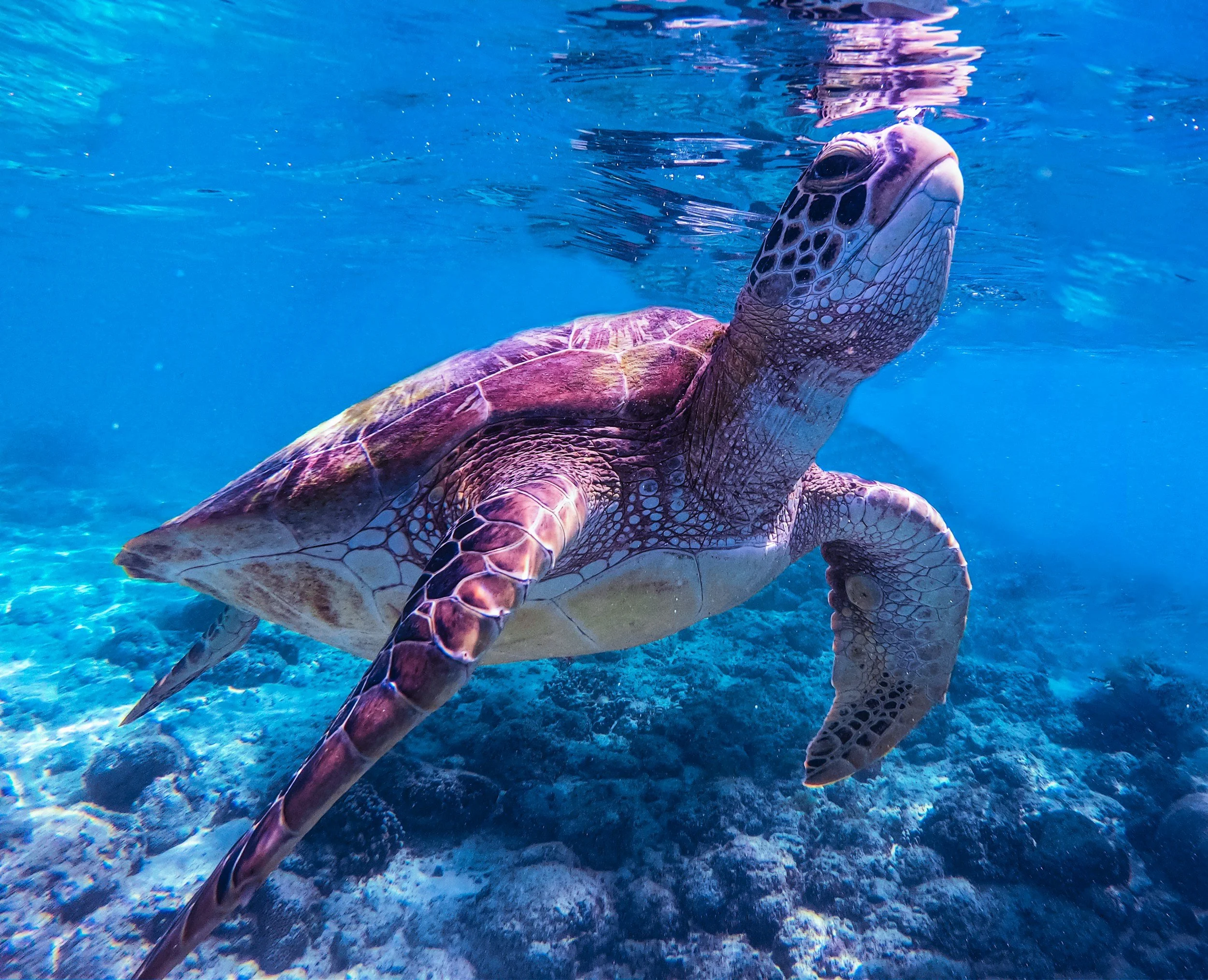 A photo of a sea turtle swimming underwater with a clear view of its shell and head, surrounded by blue water and ocean floor.