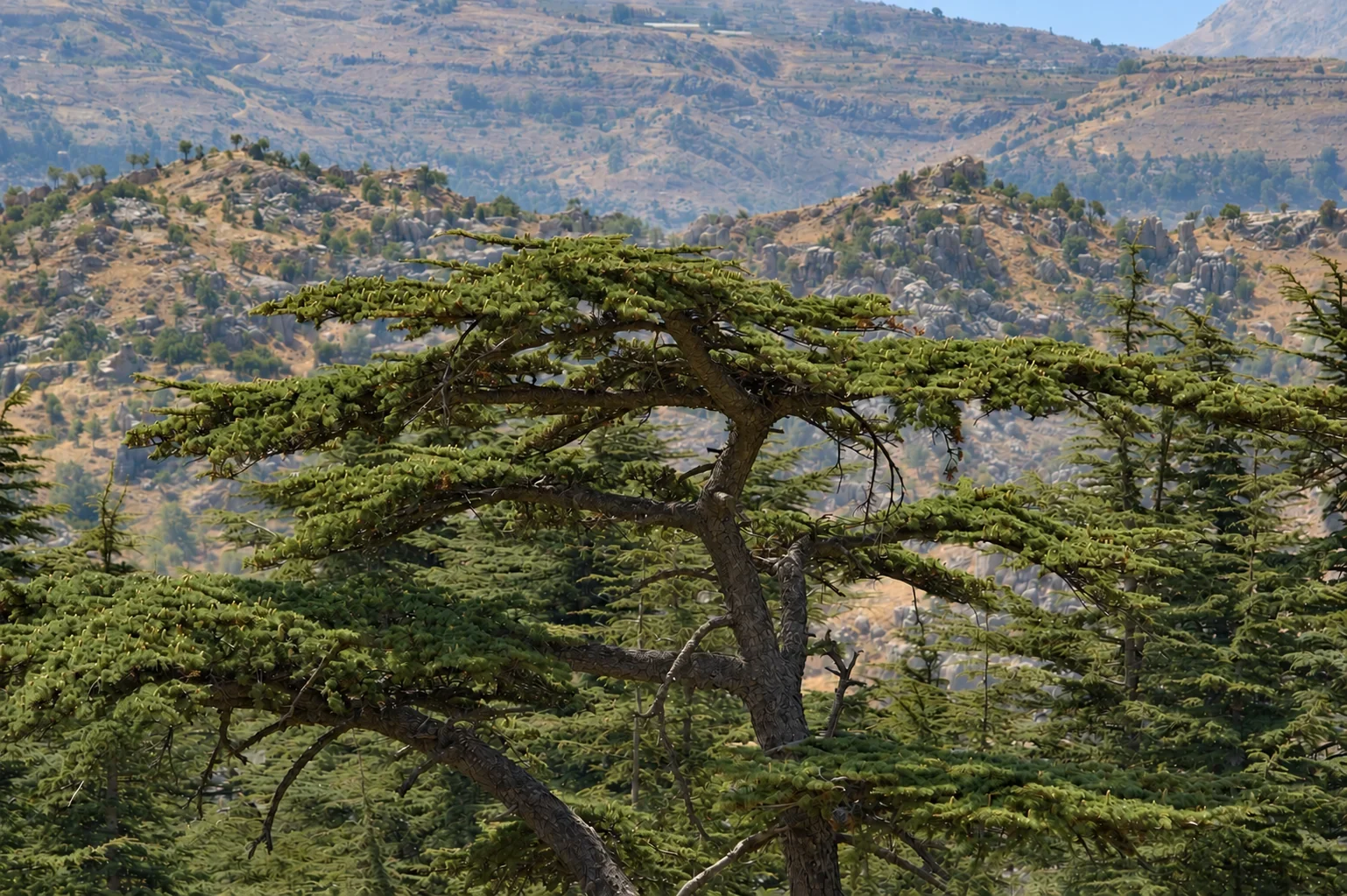 Cedars in Al Arz Nature Reserve in Tannourine, set within the mountain landscape of Mount Lebanon