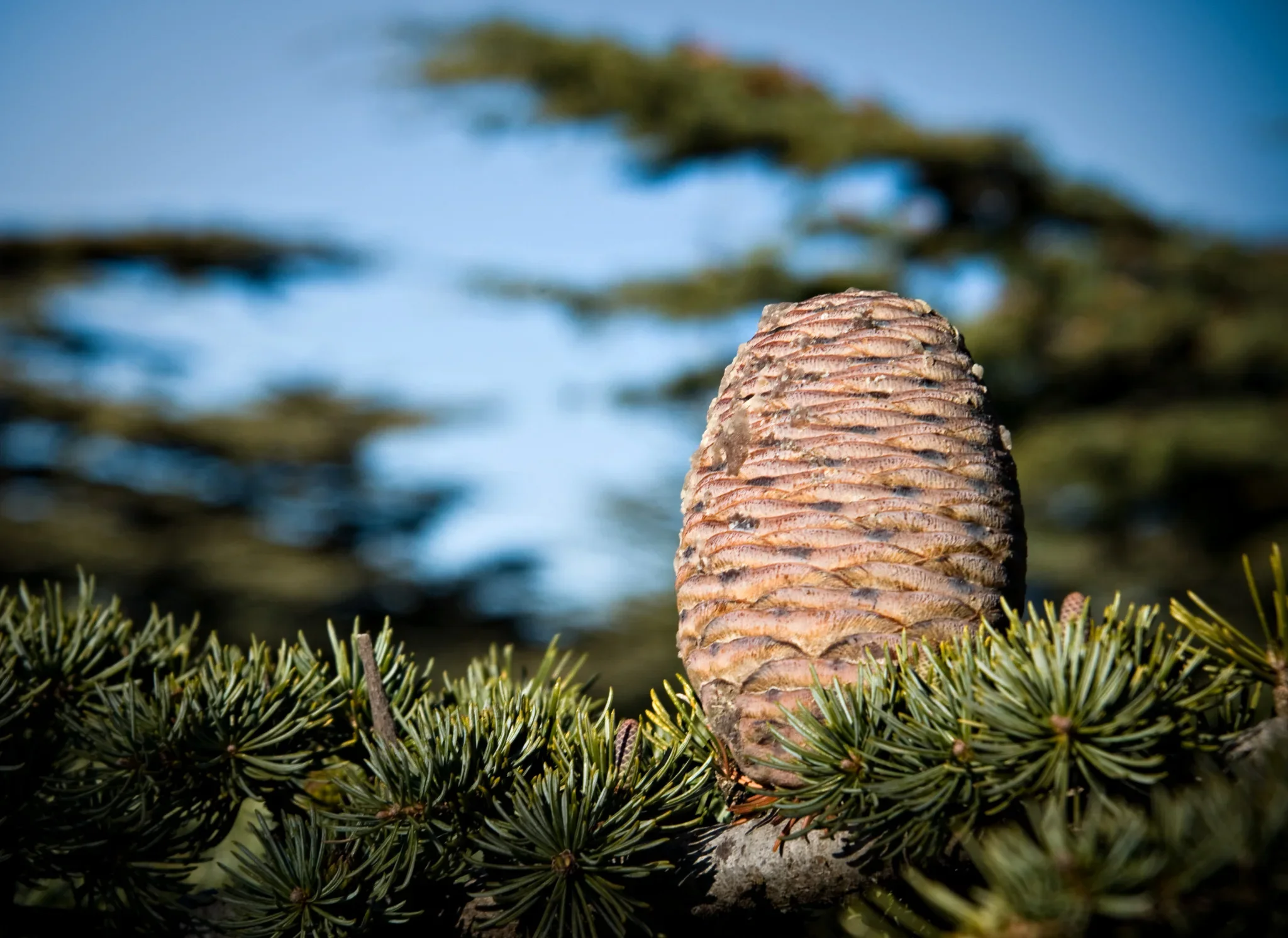 Mature Lebanon cedar cone on a branch in the Shouf reserve