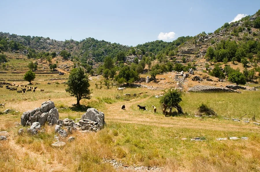 Paysage rural autour de Byblos avec collines, champs et troupeaux, transition entre la ville et la montagne libanaise