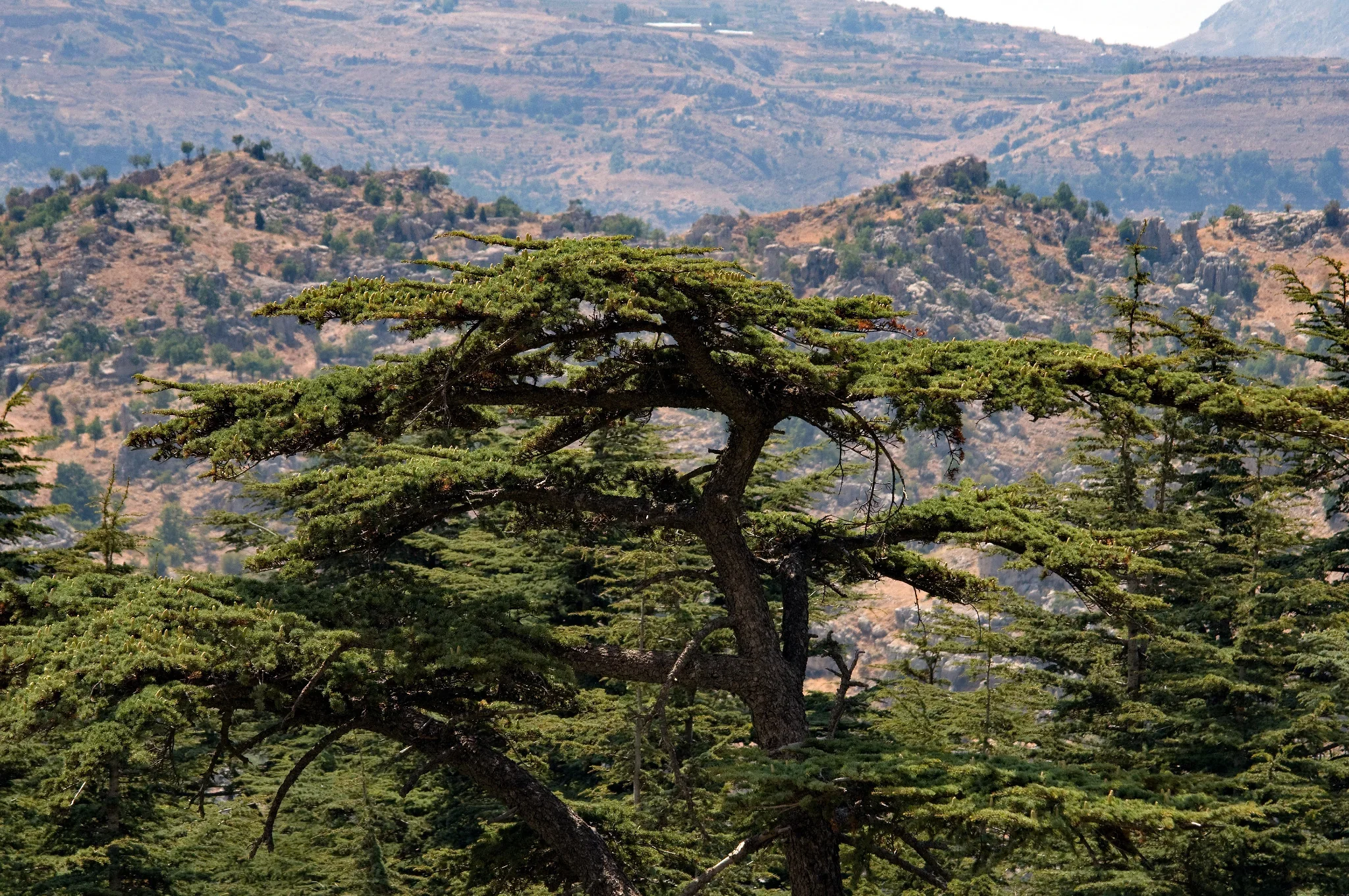 Grand cèdre de Tannourine se détachant sur le paysage du Mont-Liban