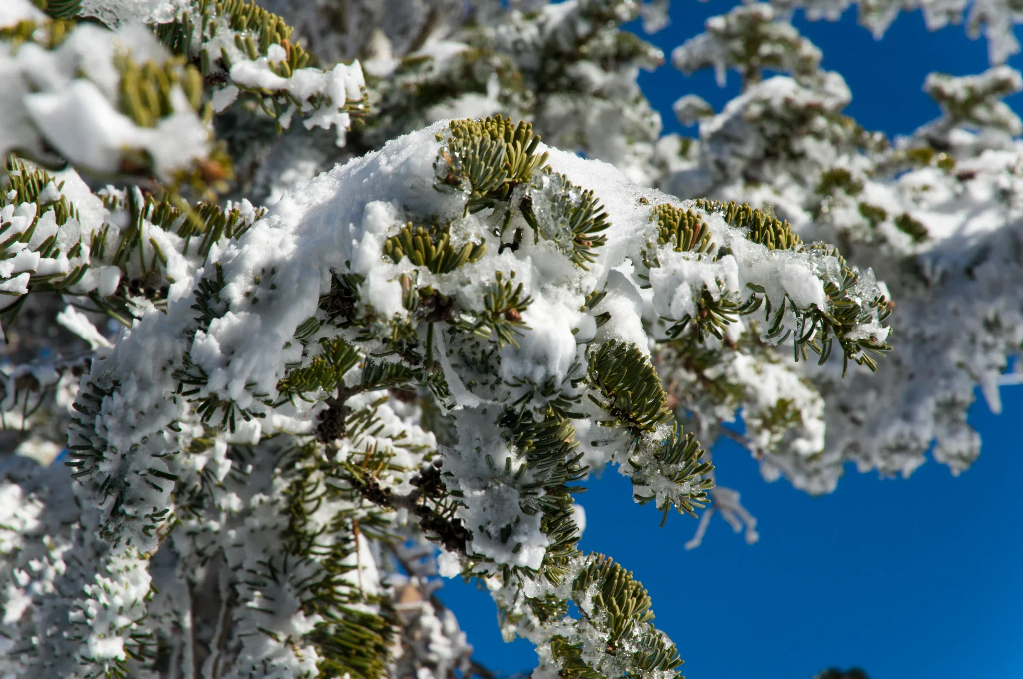 Snow-covered cedar branches in Bsharri, Mount Lebanon