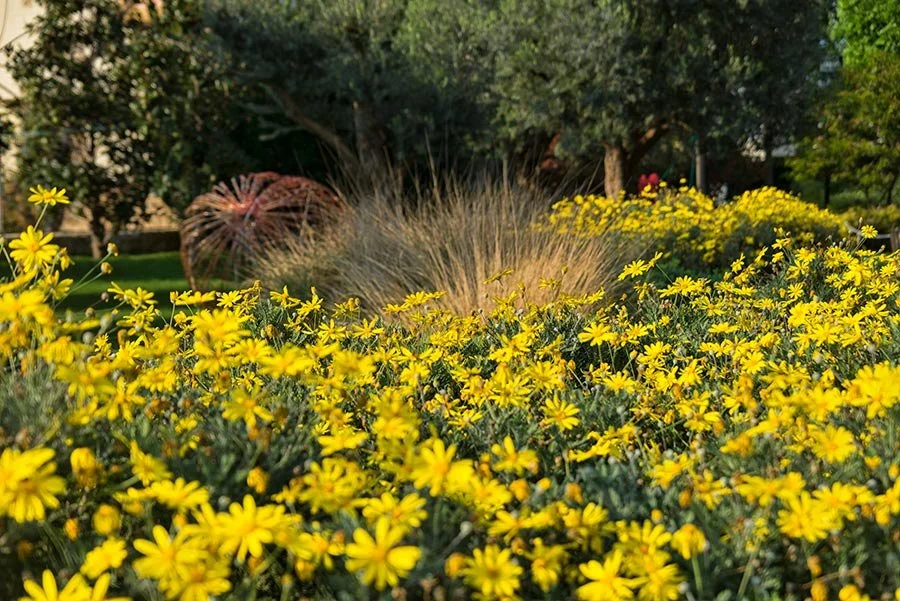 Jardin fleuri à Byblos avec végétation méditerranéenne, reflet du cadre de vie actuel de la ville