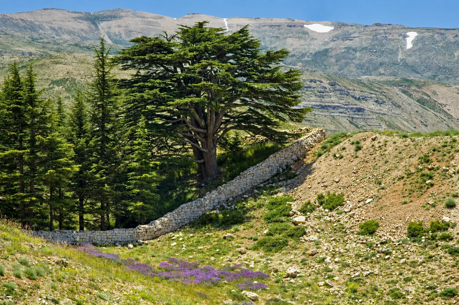 Ancient thousand-year-old cedar in the forest of Bsharri, Lebanon