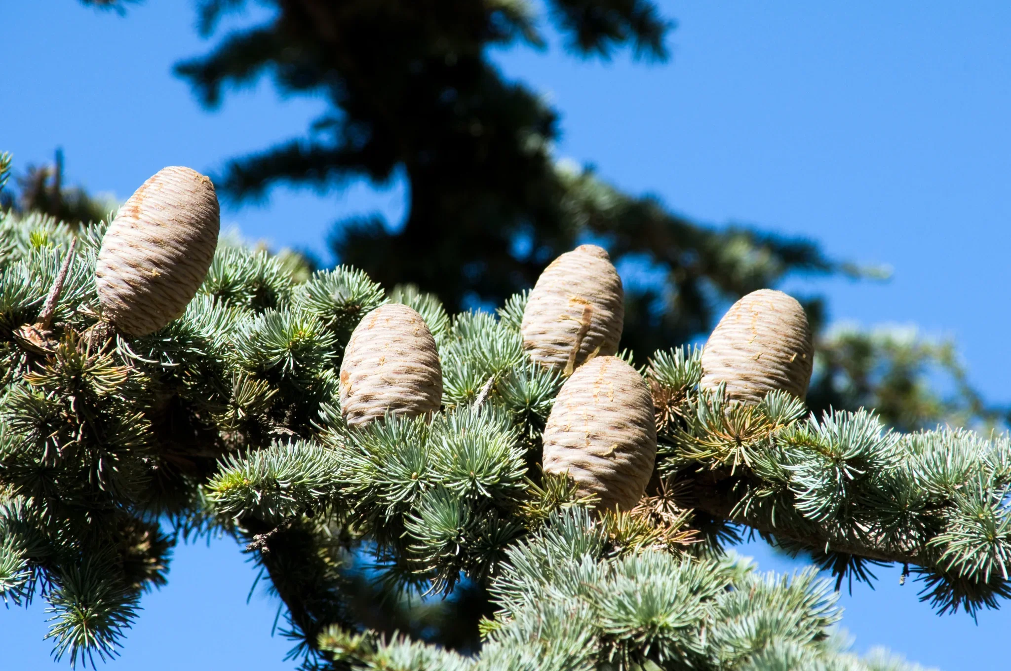 Lebanon cedar cones on a branch in the Shouf reserve