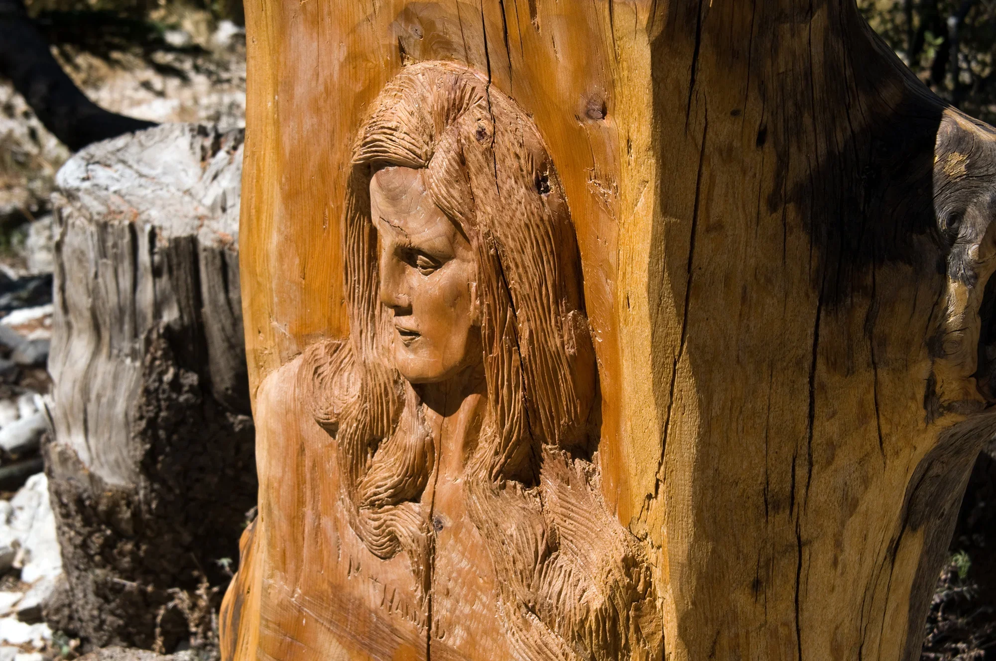 Carved cedar trunk in Al Arz Nature Reserve in Tannourine, Lebanon