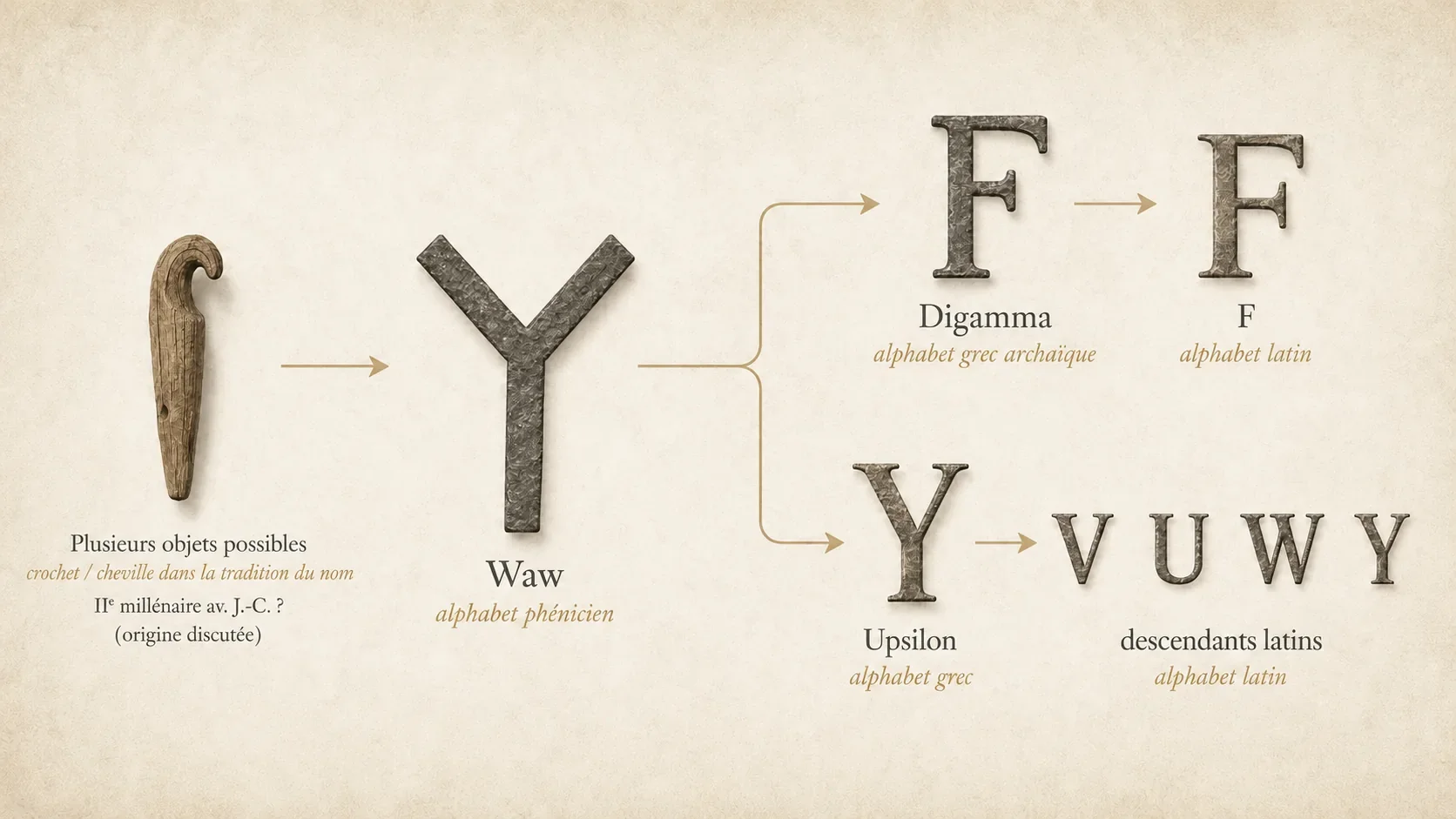 Évolution de Waw depuis plusieurs prototypes pictographiques discutés vers la lettre phénicienne, puis vers Digamma, Upsilon et leurs descendants latins