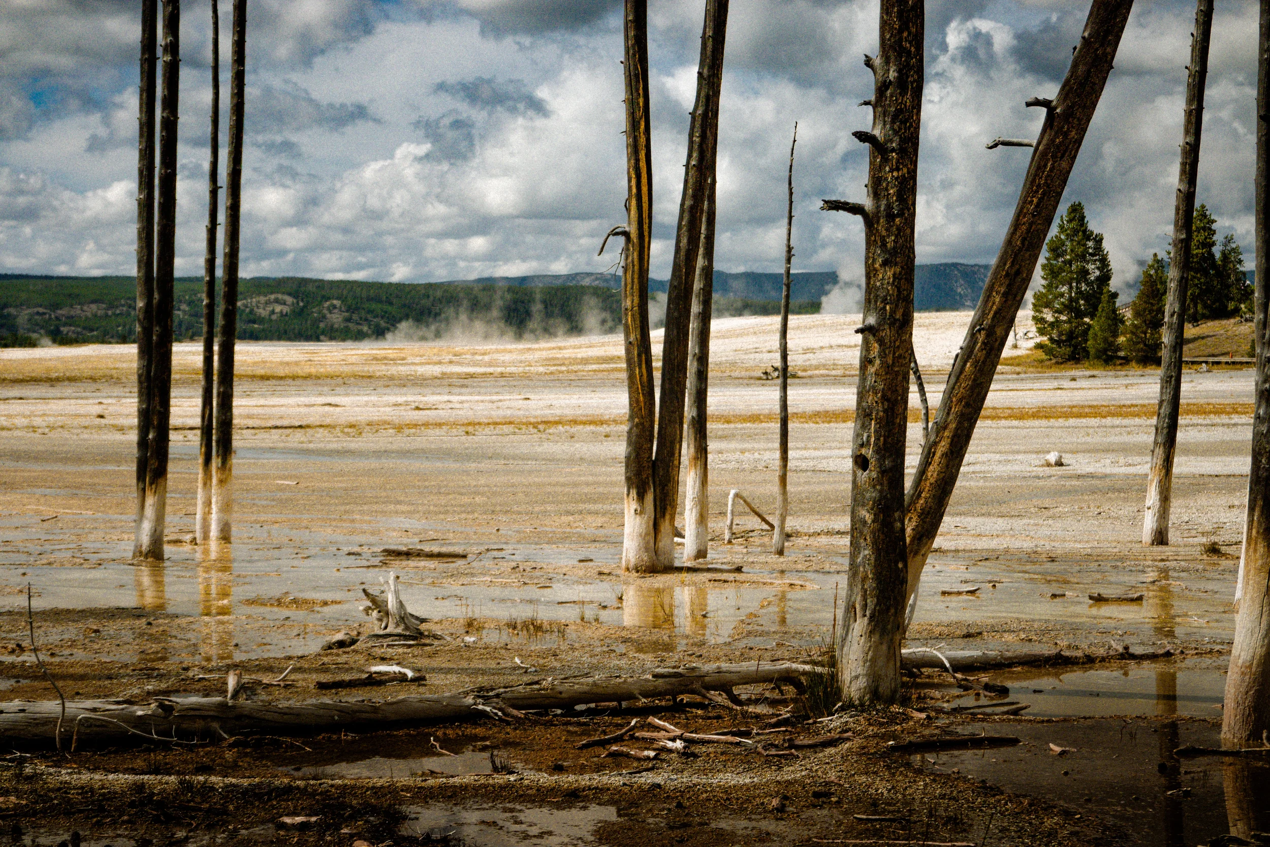 burned trees near a geyser