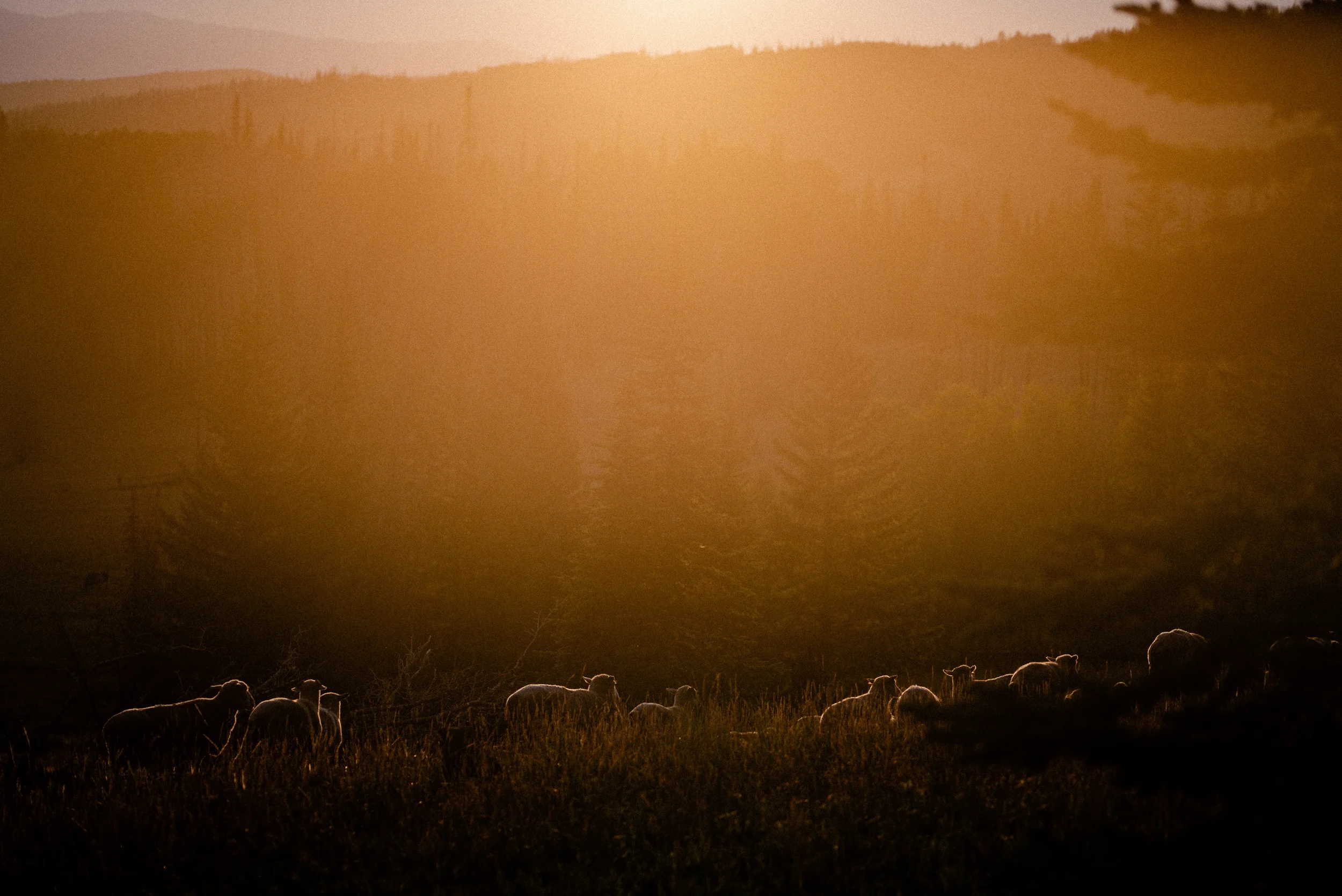 sheep in sunset warm light