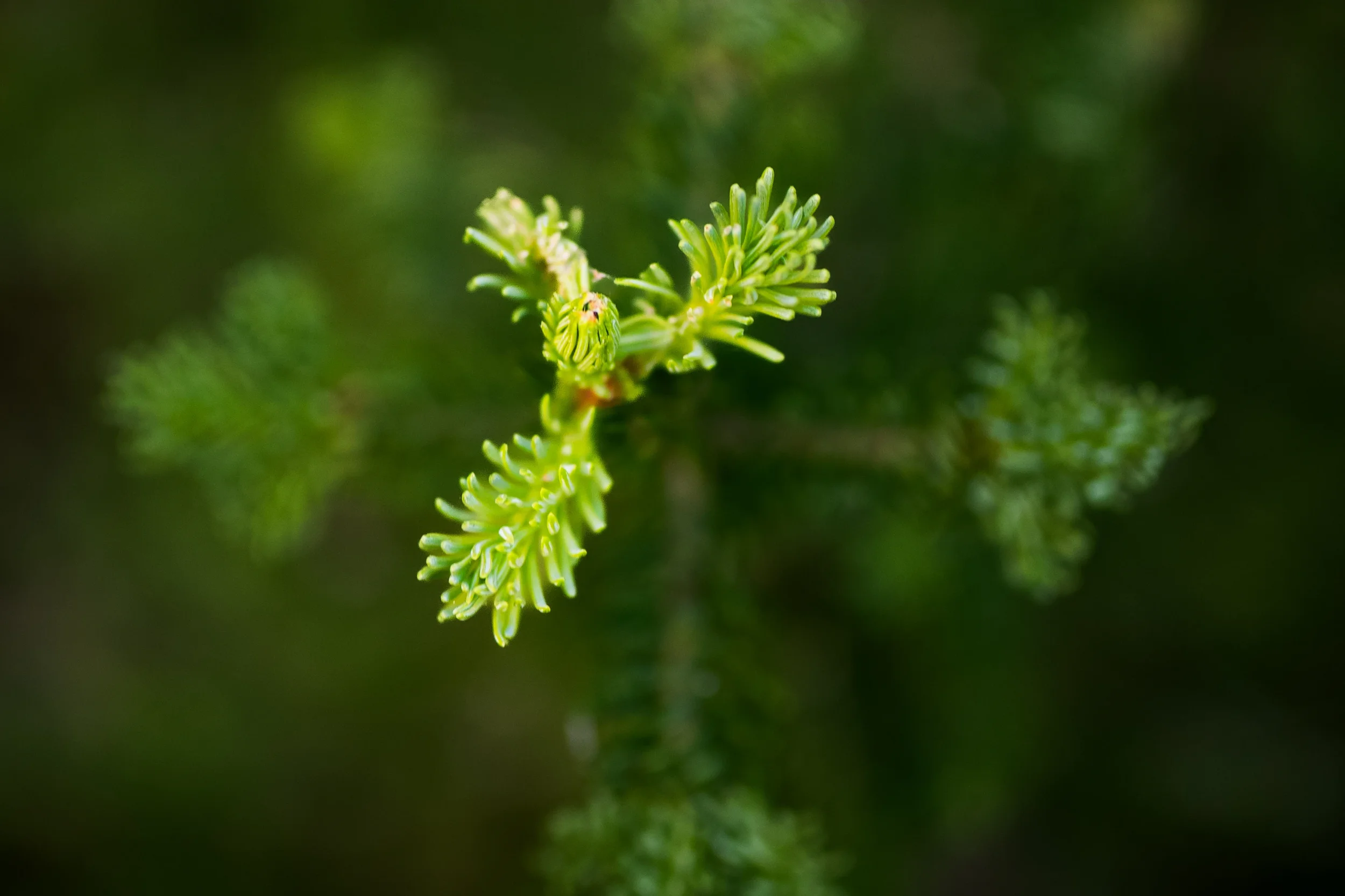 fresh pine needles