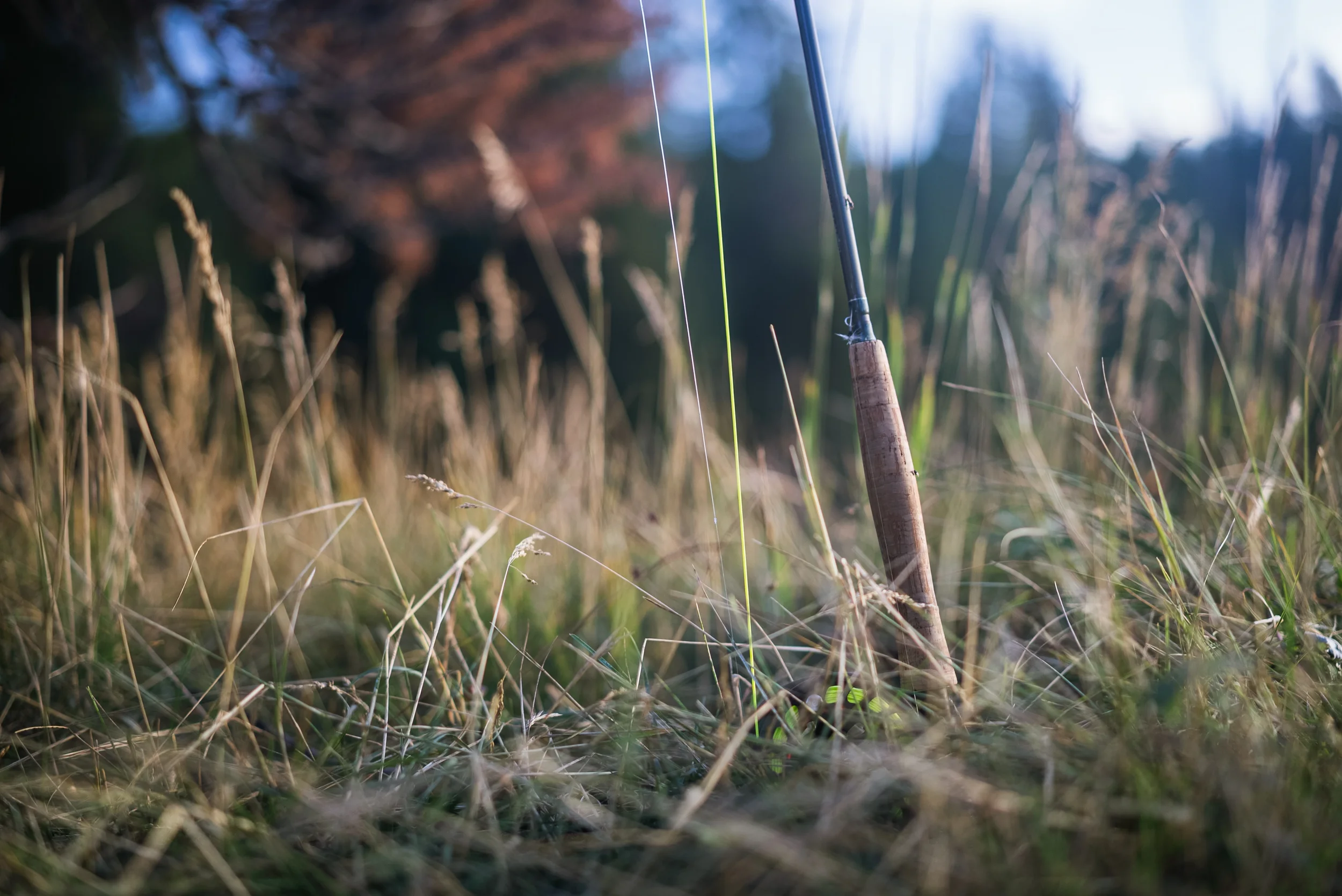 Christmas Meadows_DSC02476.webp