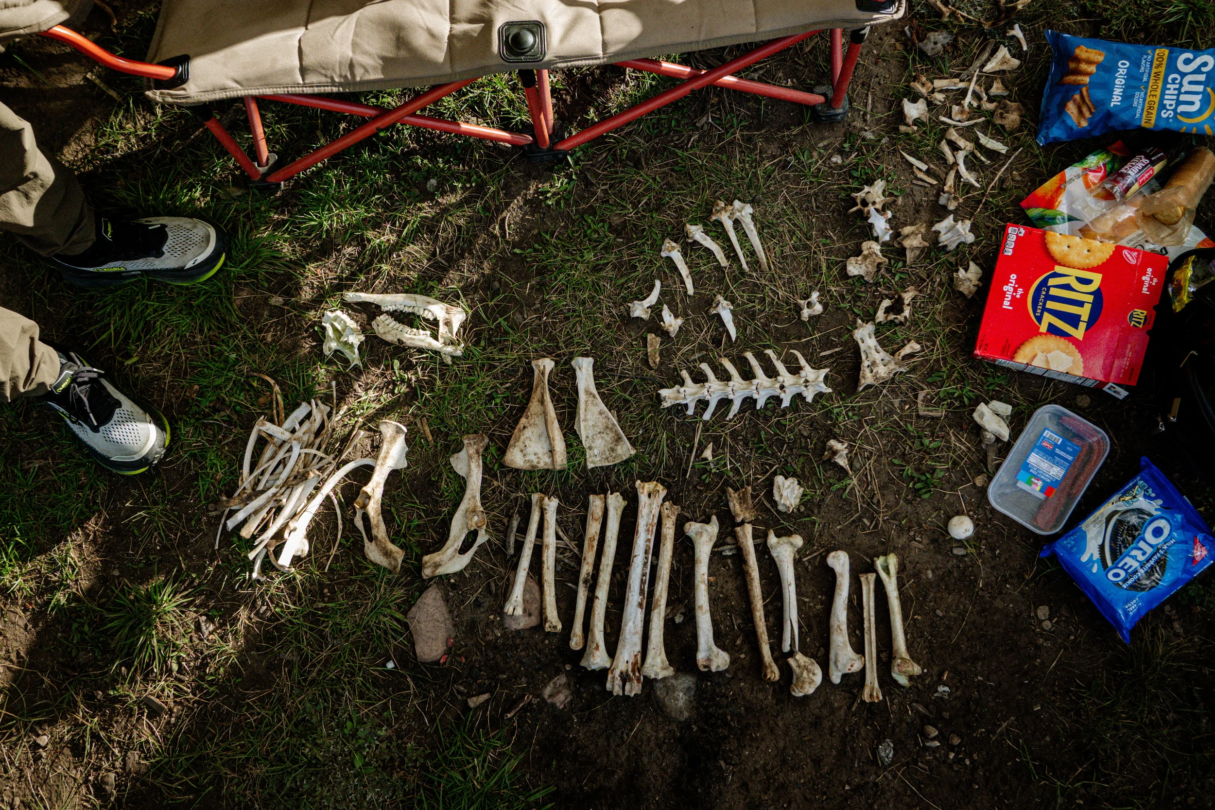deer bones in a campsite