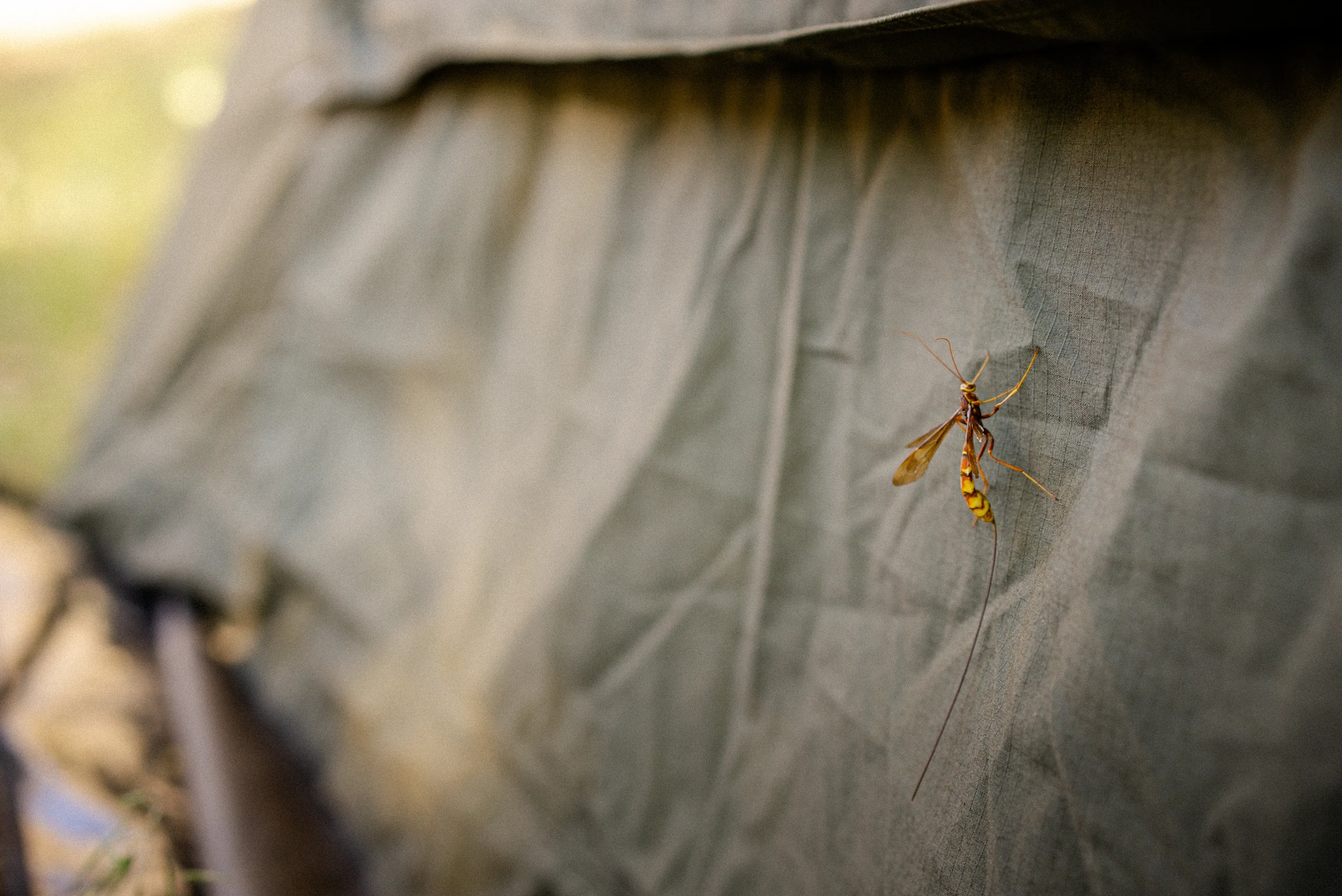 yellow wasp