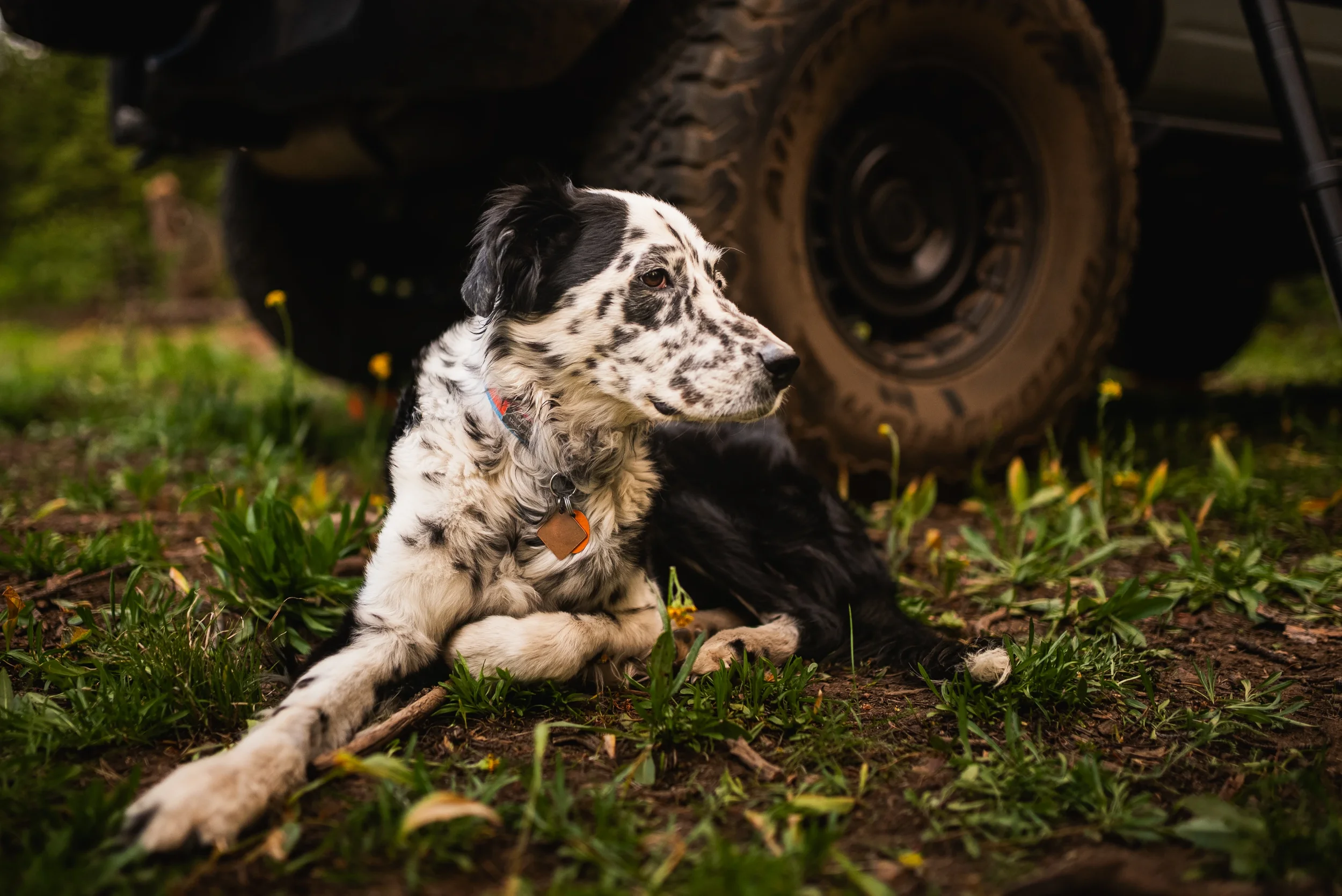 black and white dog sitting at camp