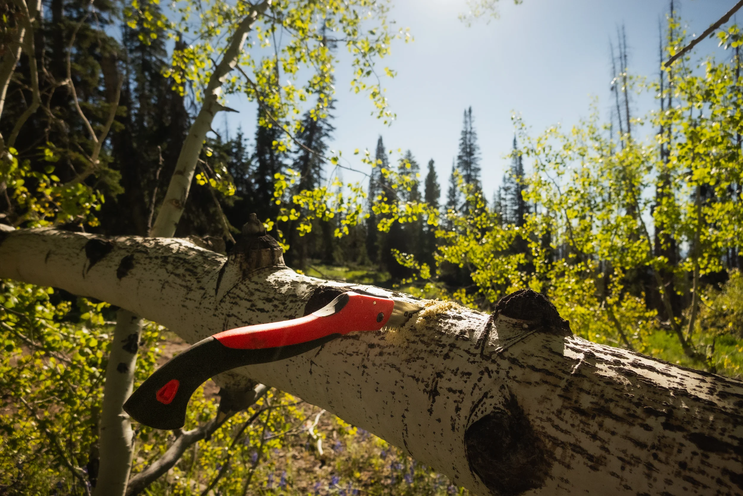 folding saw cutting an aspen