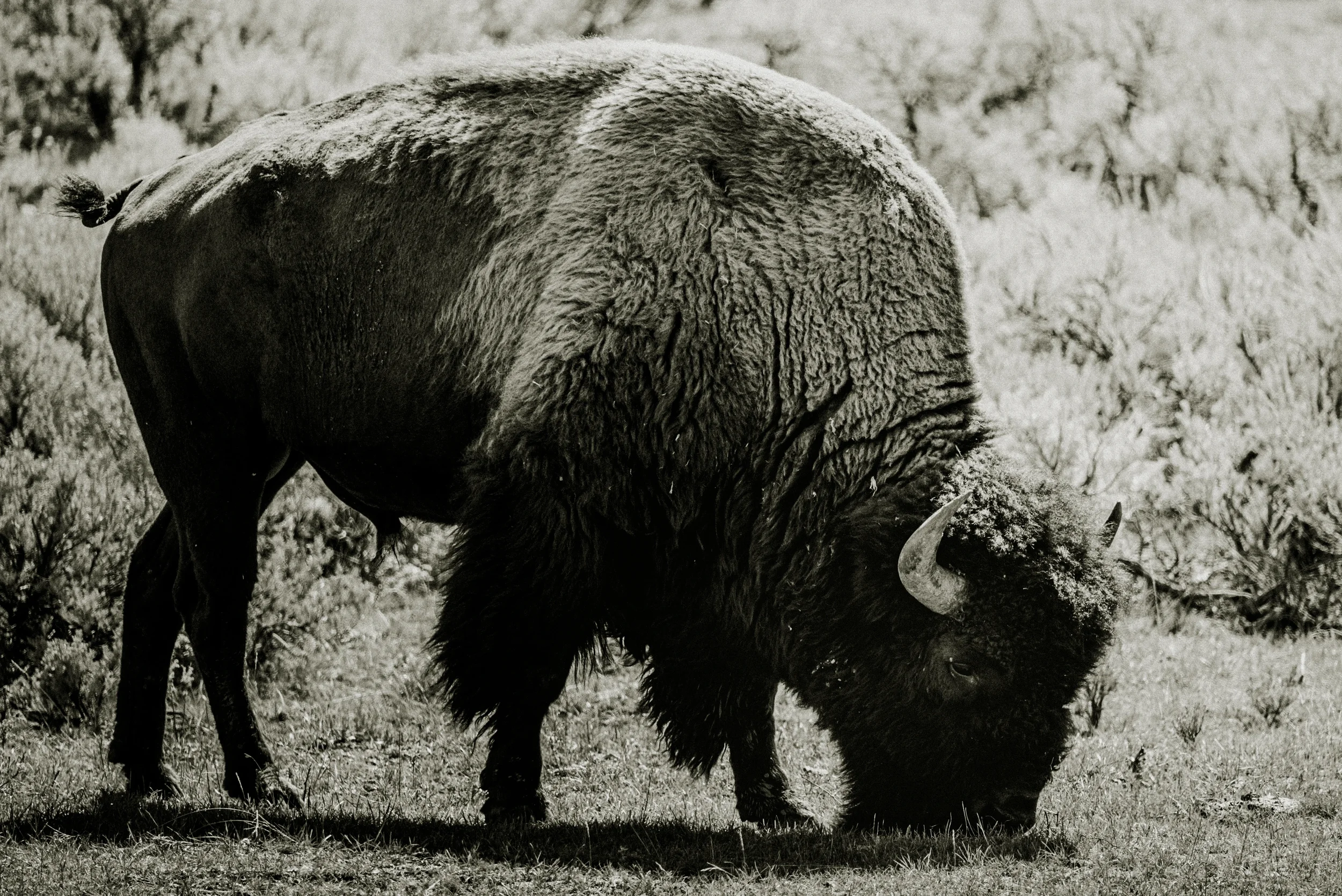 black and white image of a bison in yellowstone national park