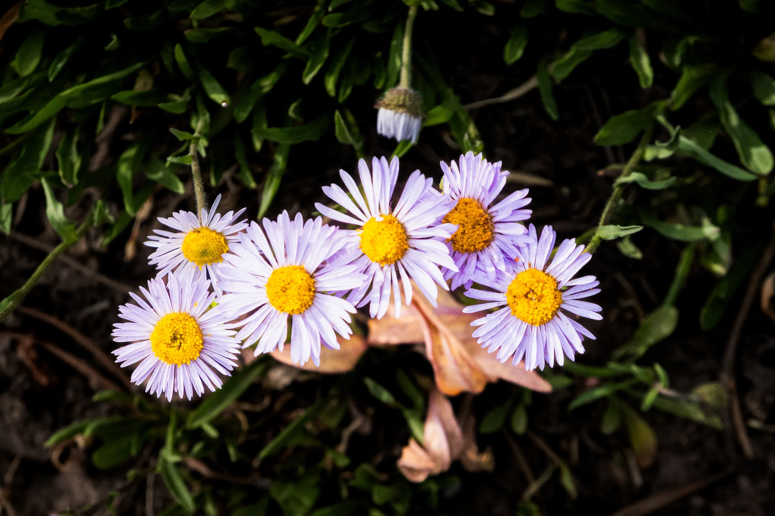 purple wildflowers