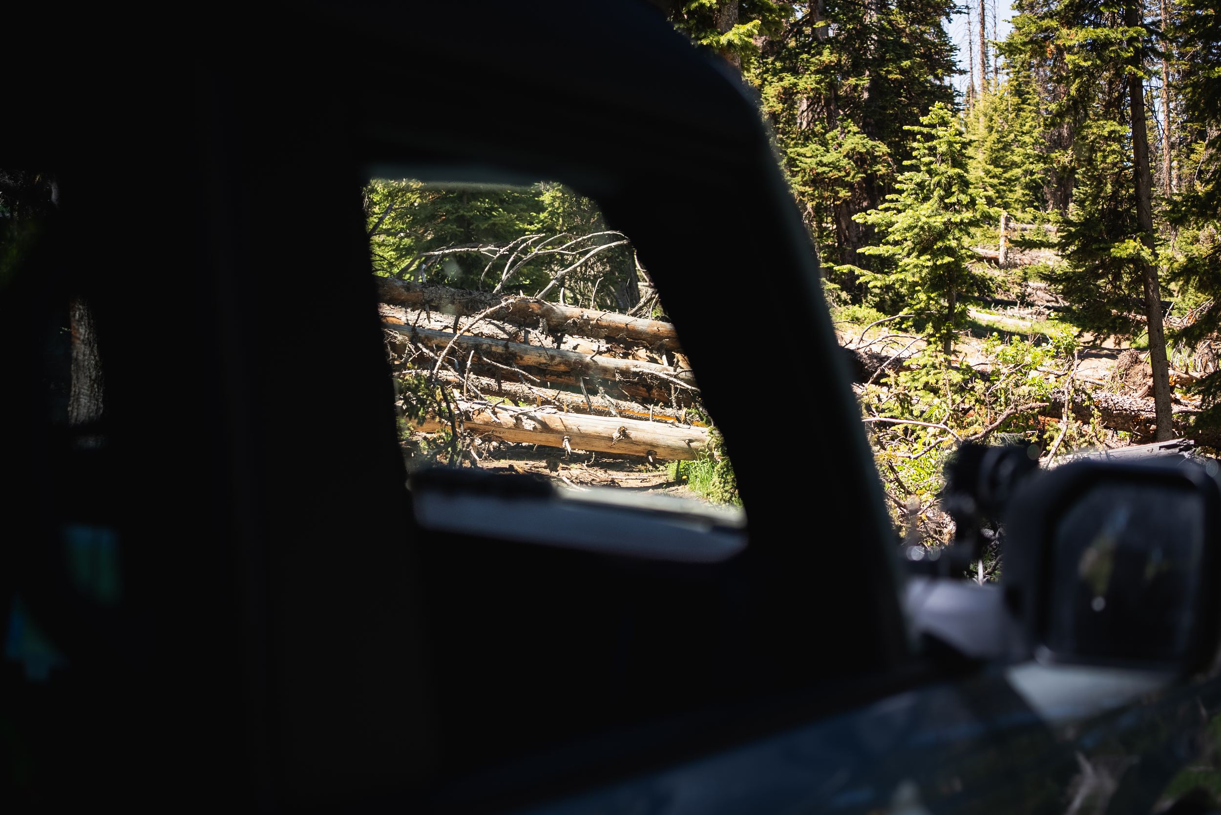 downed trees blocking a forest road