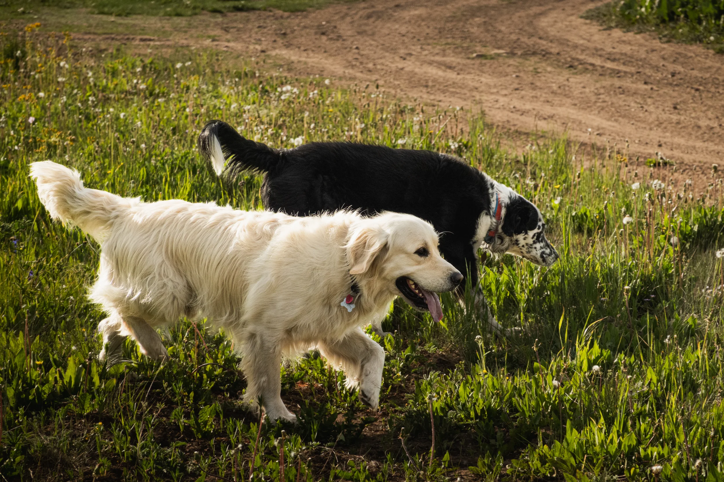 golden retriever and border collie running together