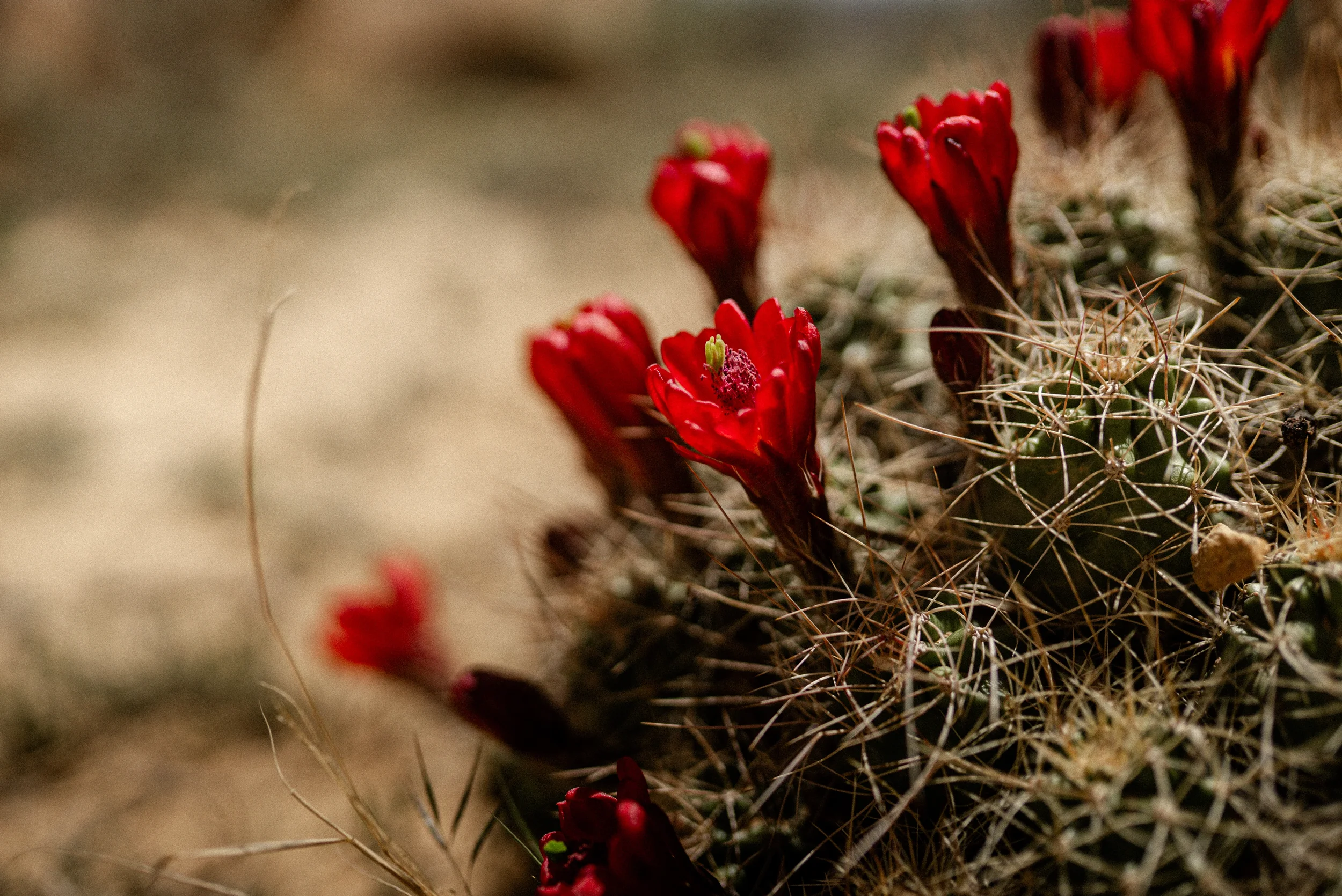 claret cup cactus