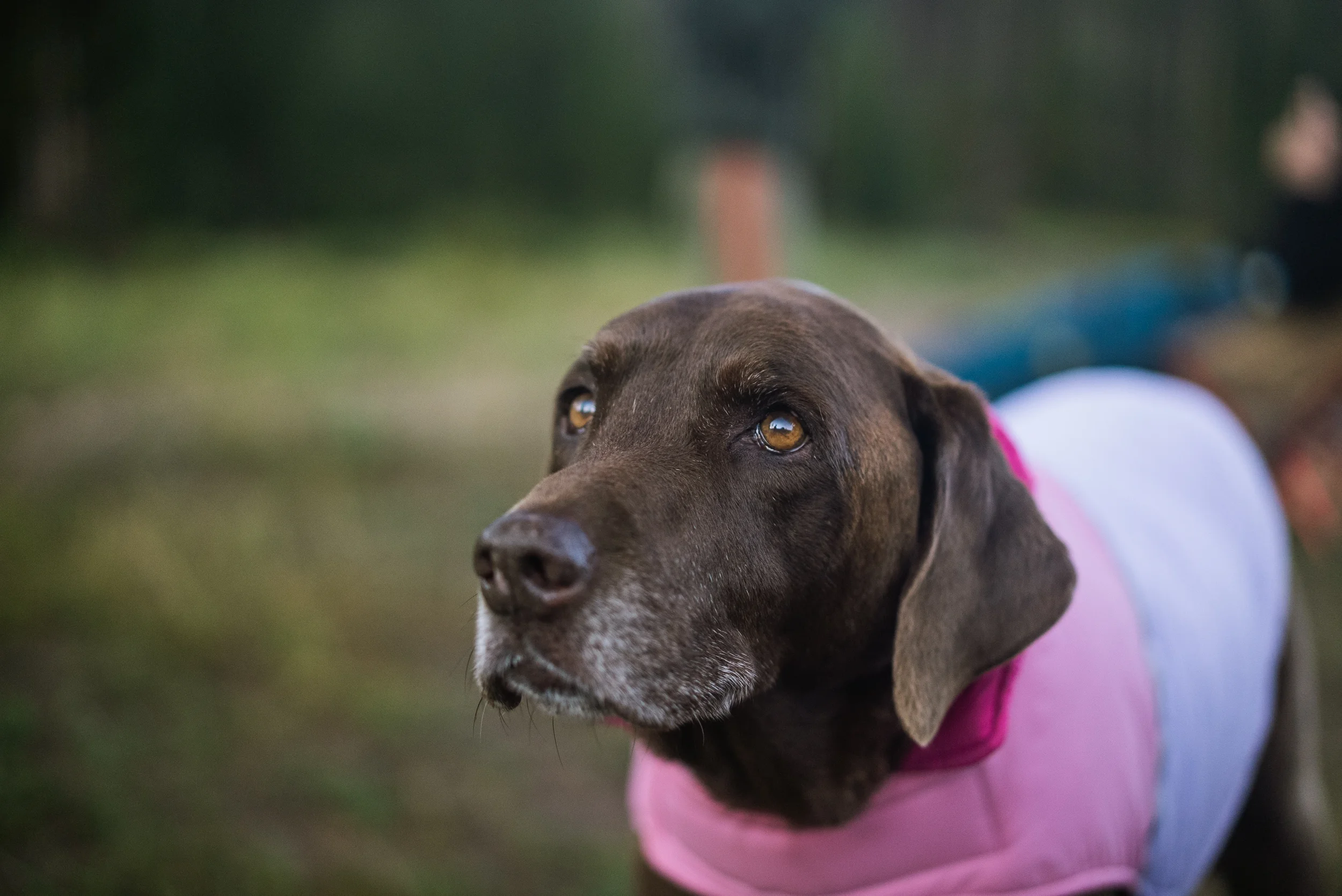 chocolate lab in a vest
