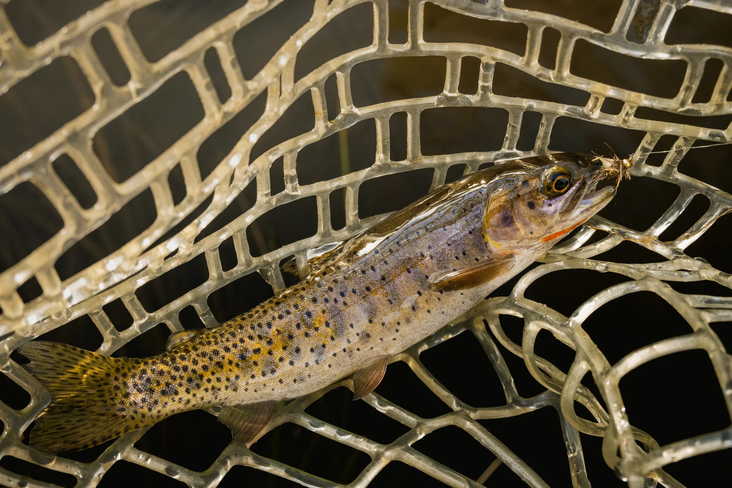 colorado river cutthroat trout