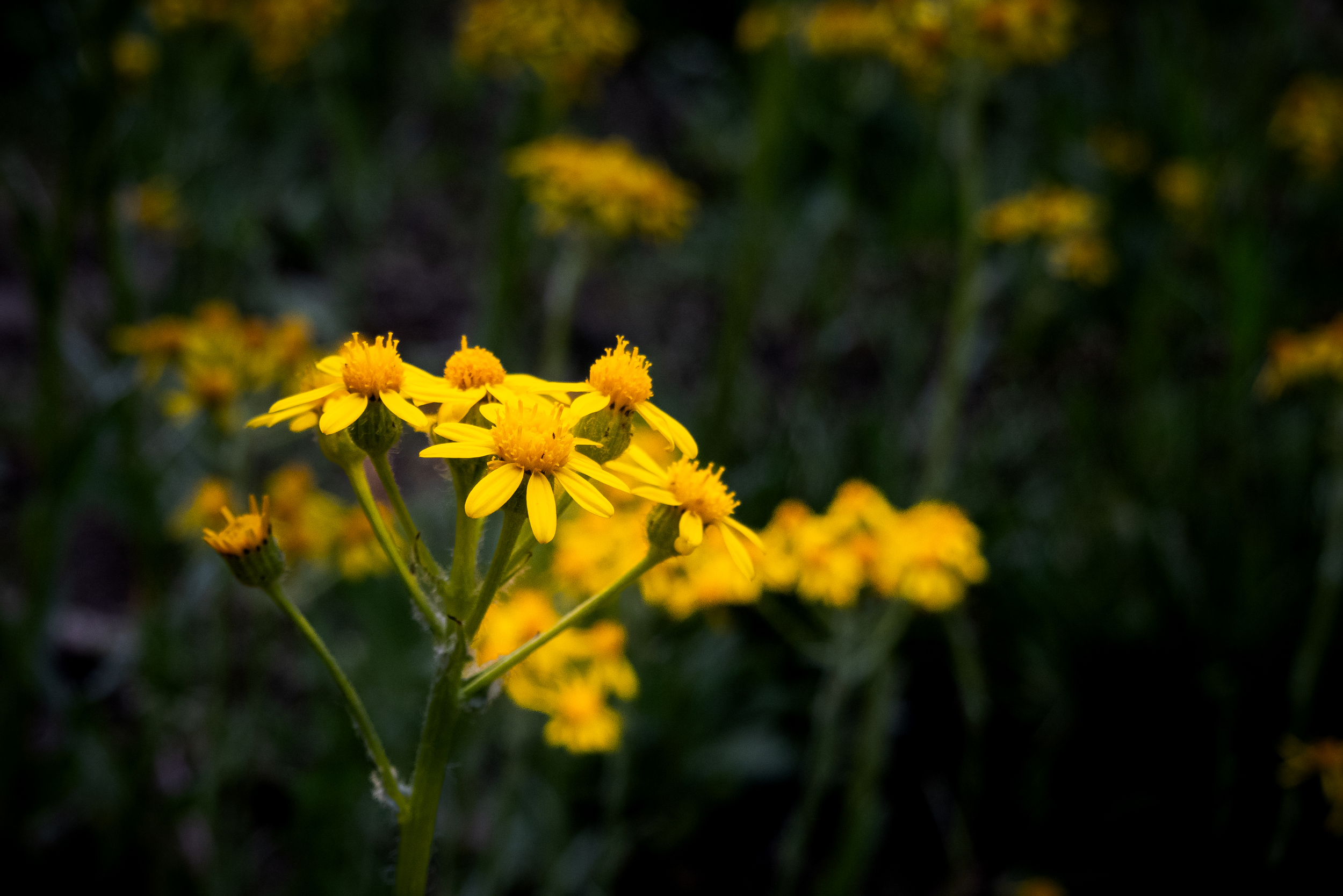 yellow wildflowers