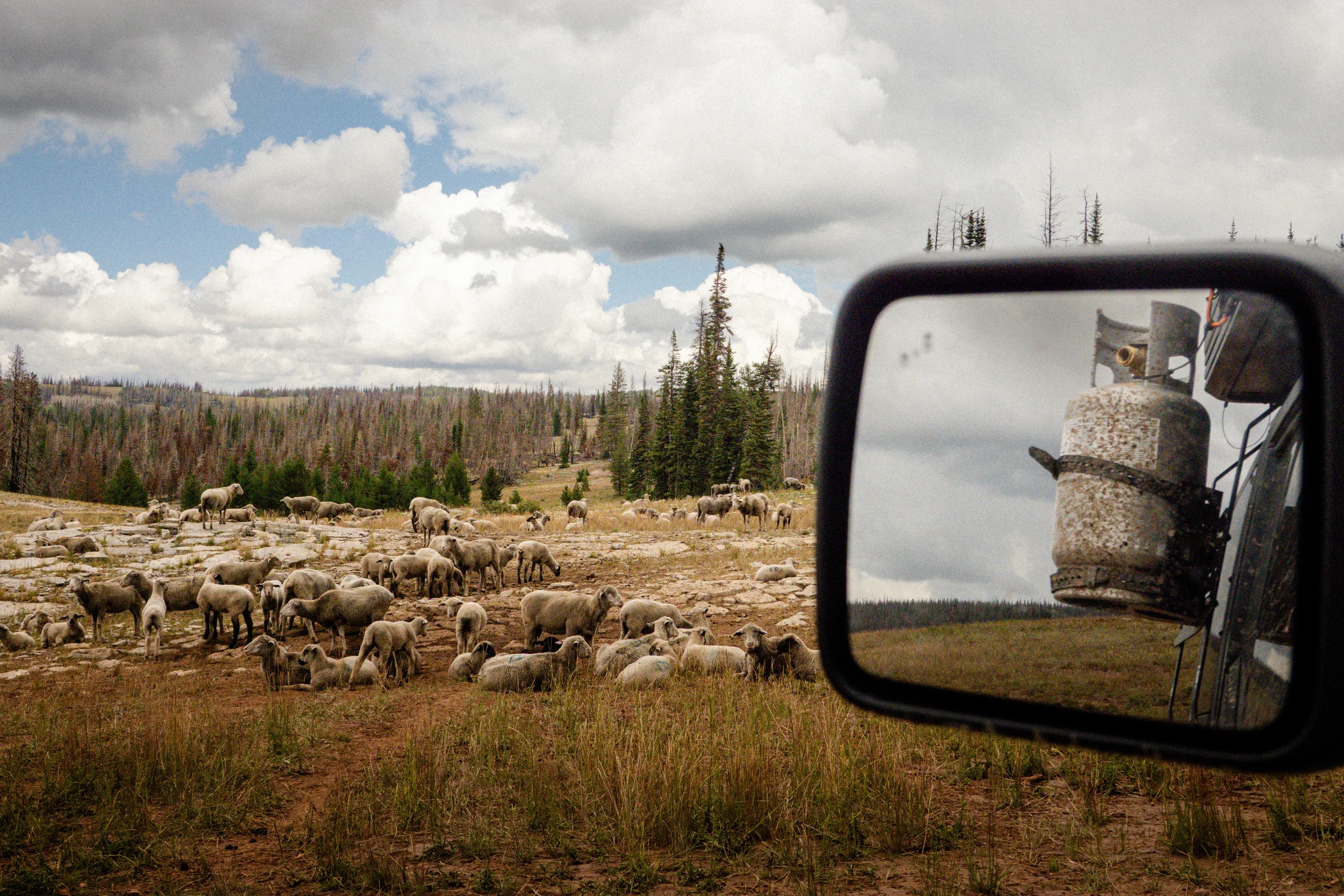 sheep in a field with truck mirror in frame