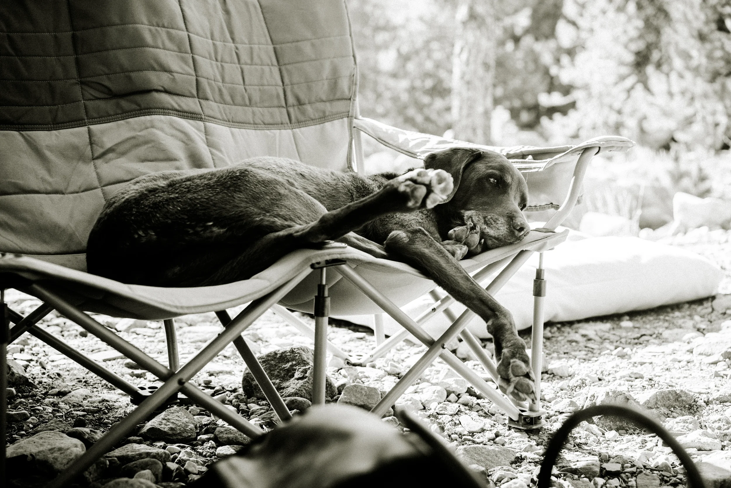 dog sleeping on a camp chair