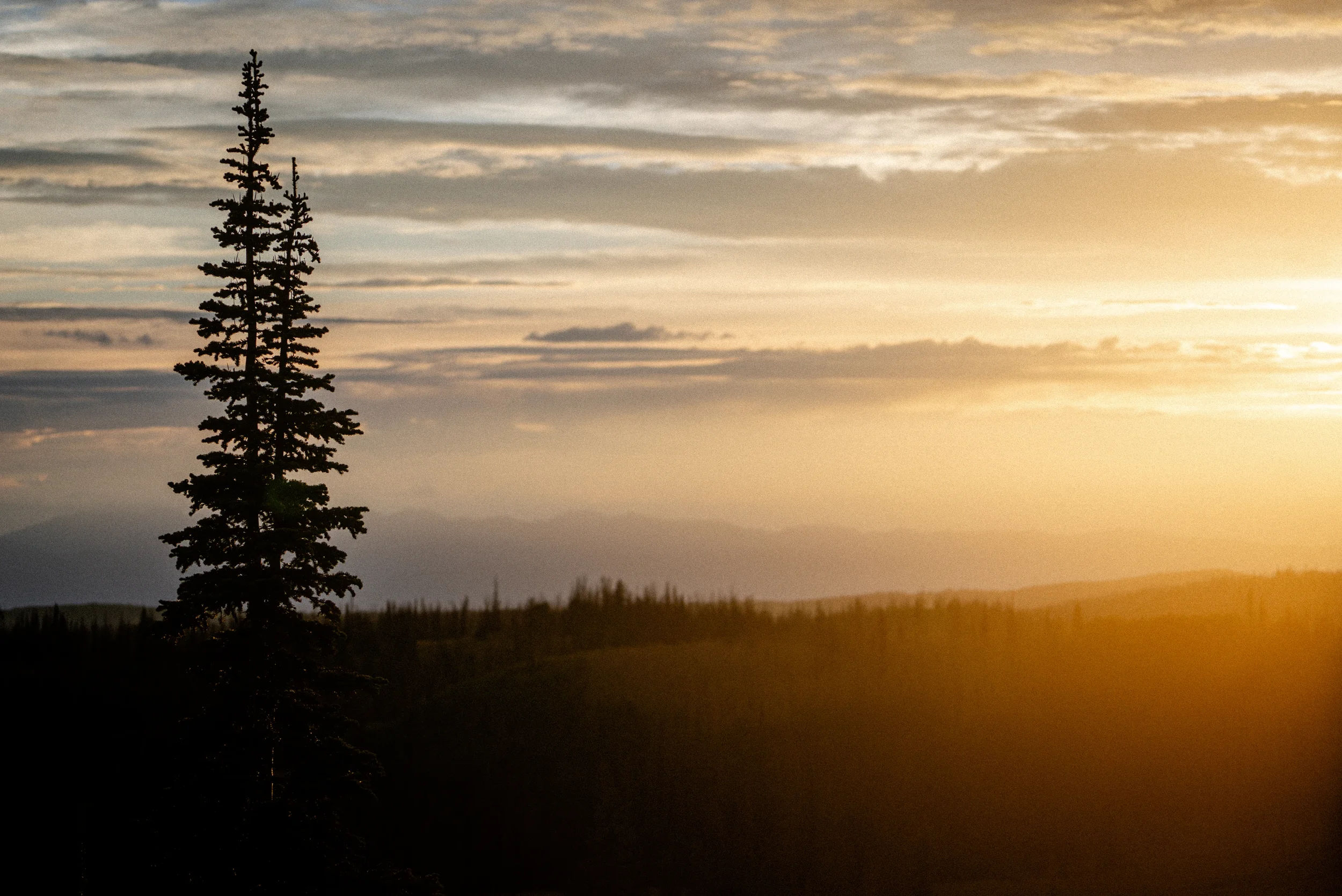 evergreen trees silhouetted against the sunset