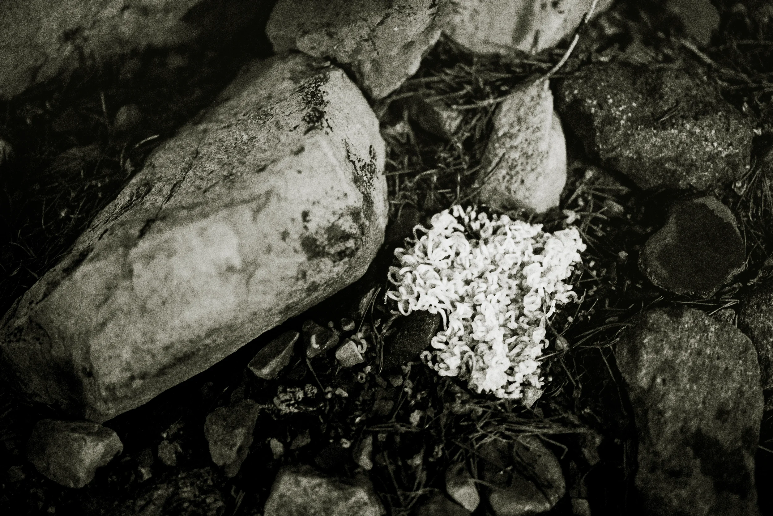 ramen noodles in the dirt