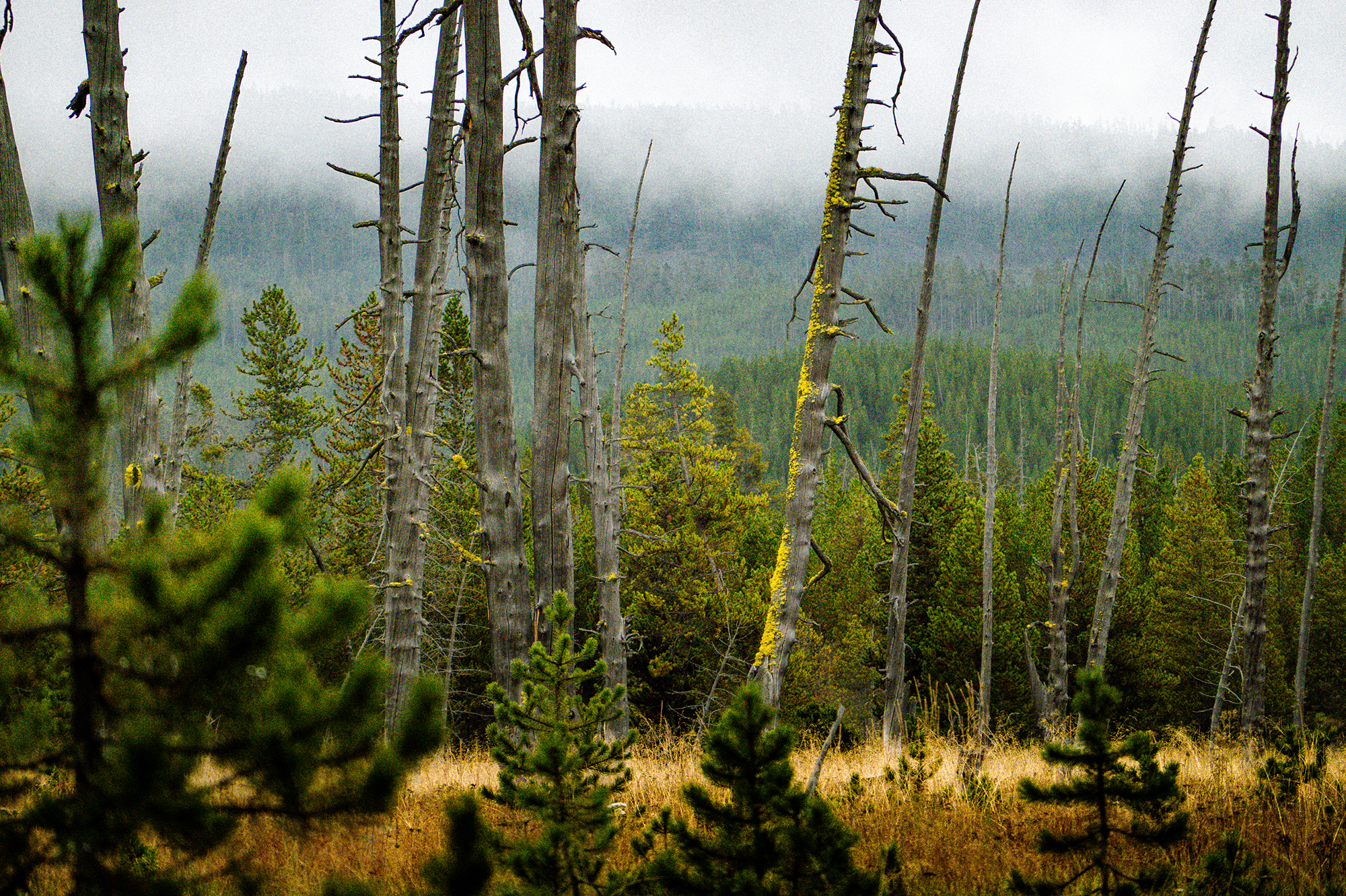 moss covered trees in yellowstone