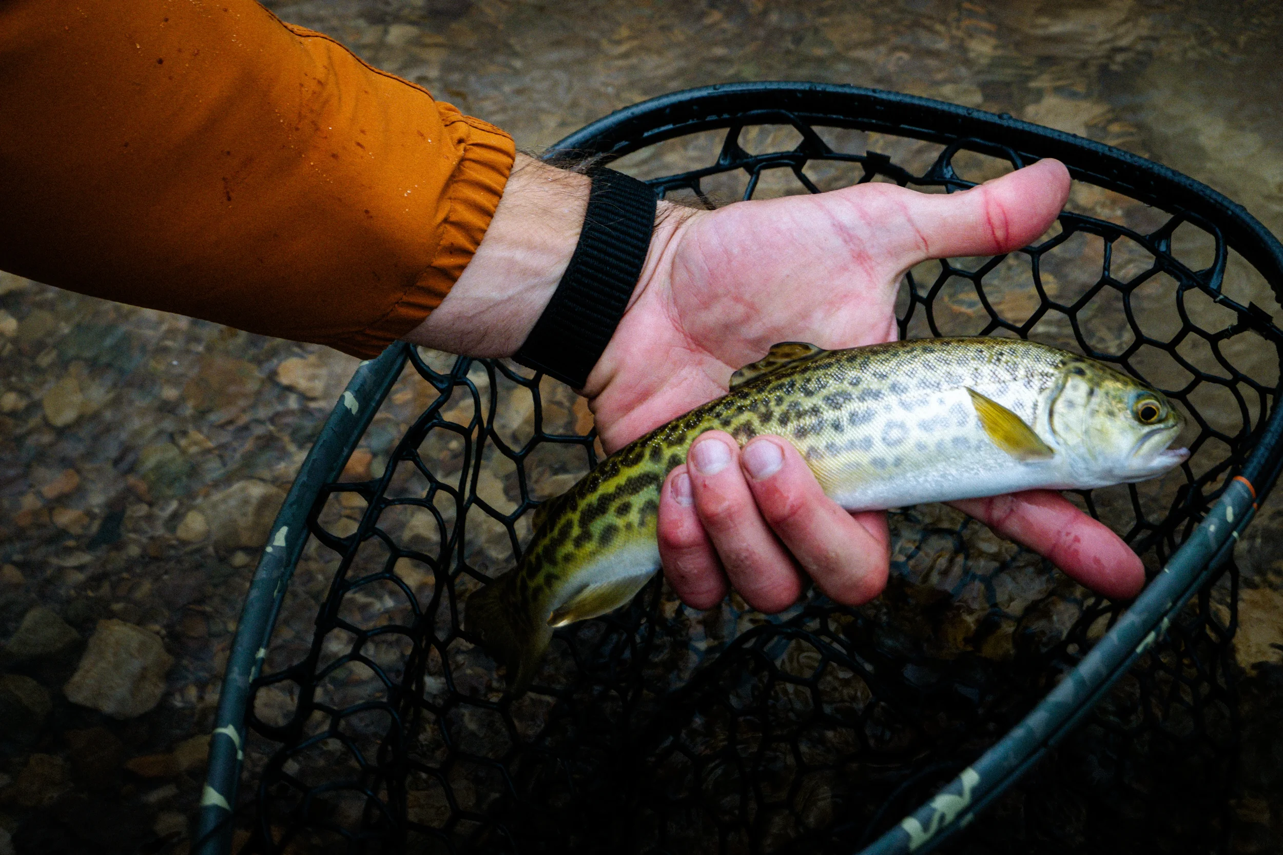 Man holding a tiger trout