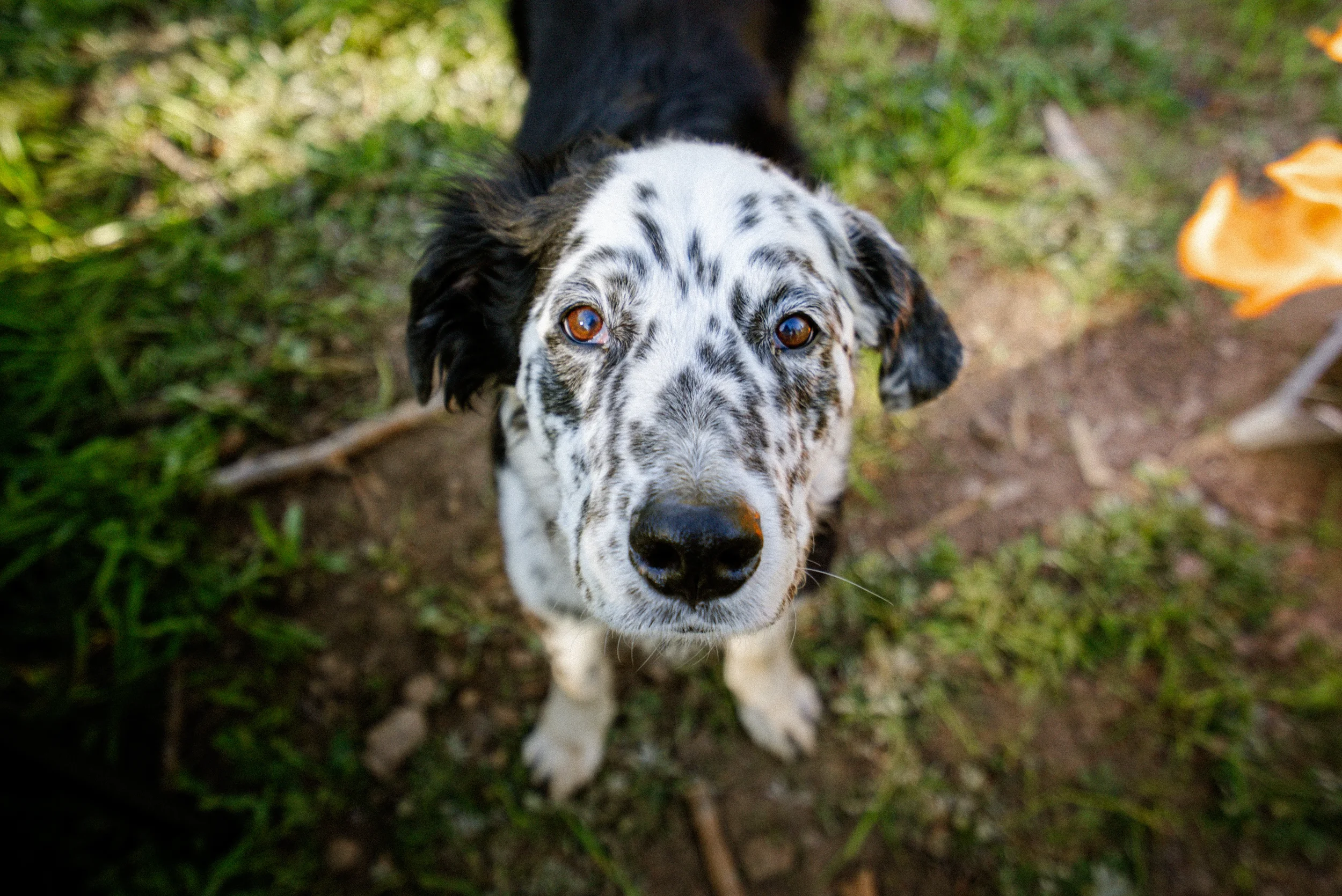 black and white dog