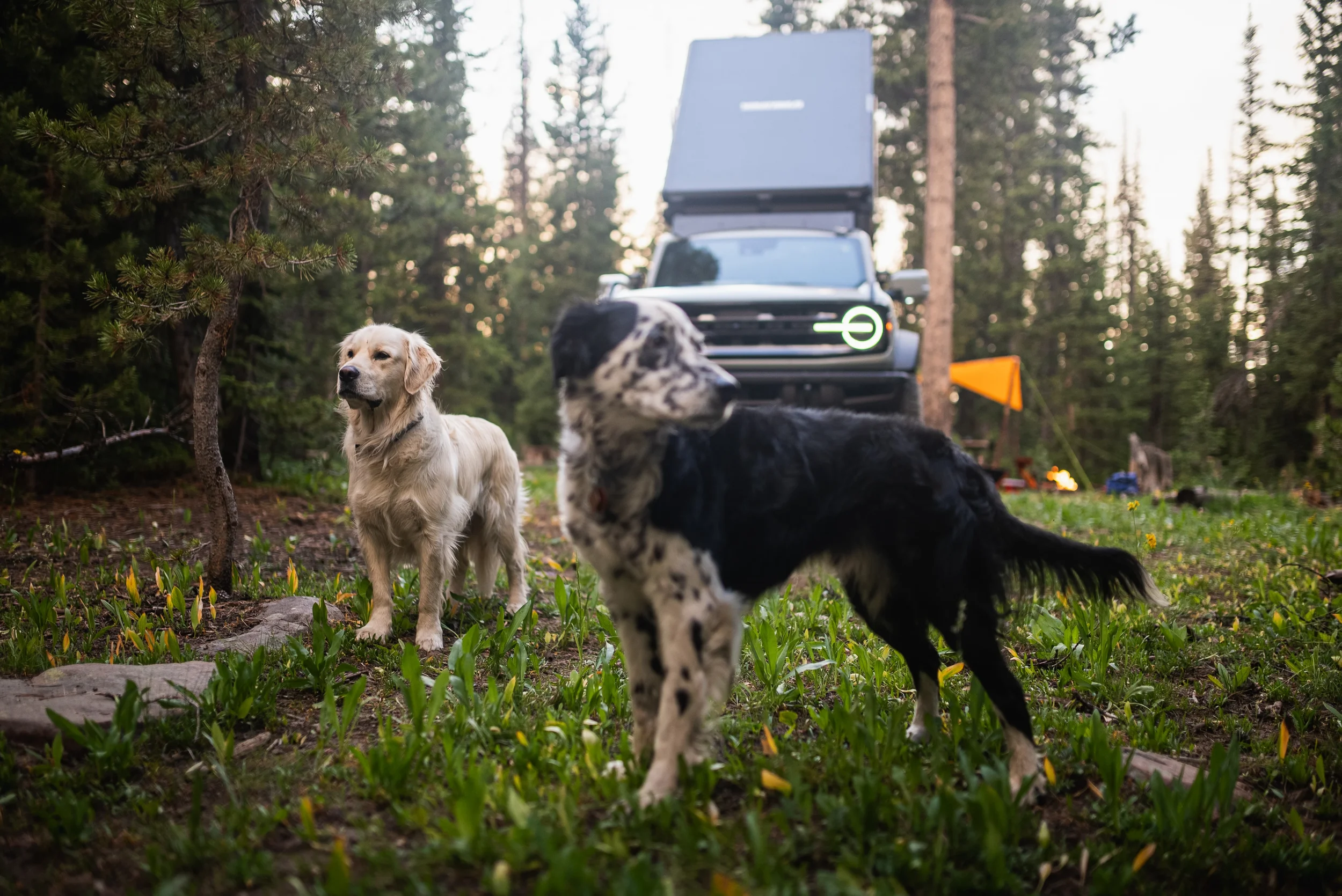 camp dogs in front of bronco