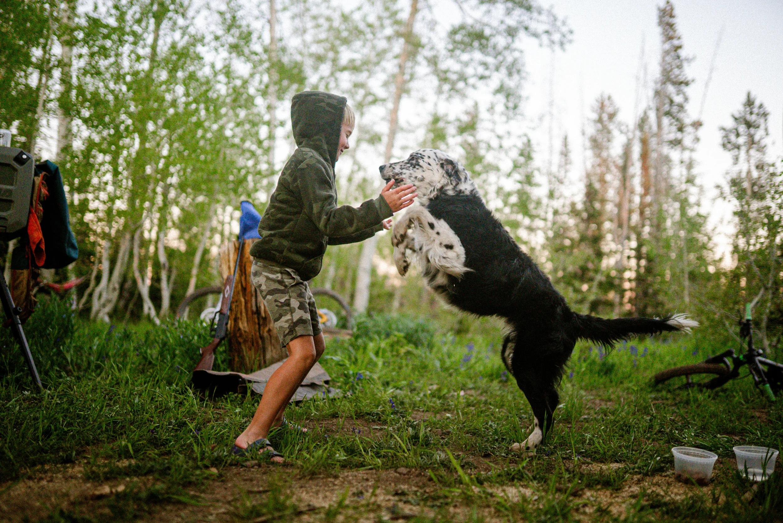 boy playing with a dog