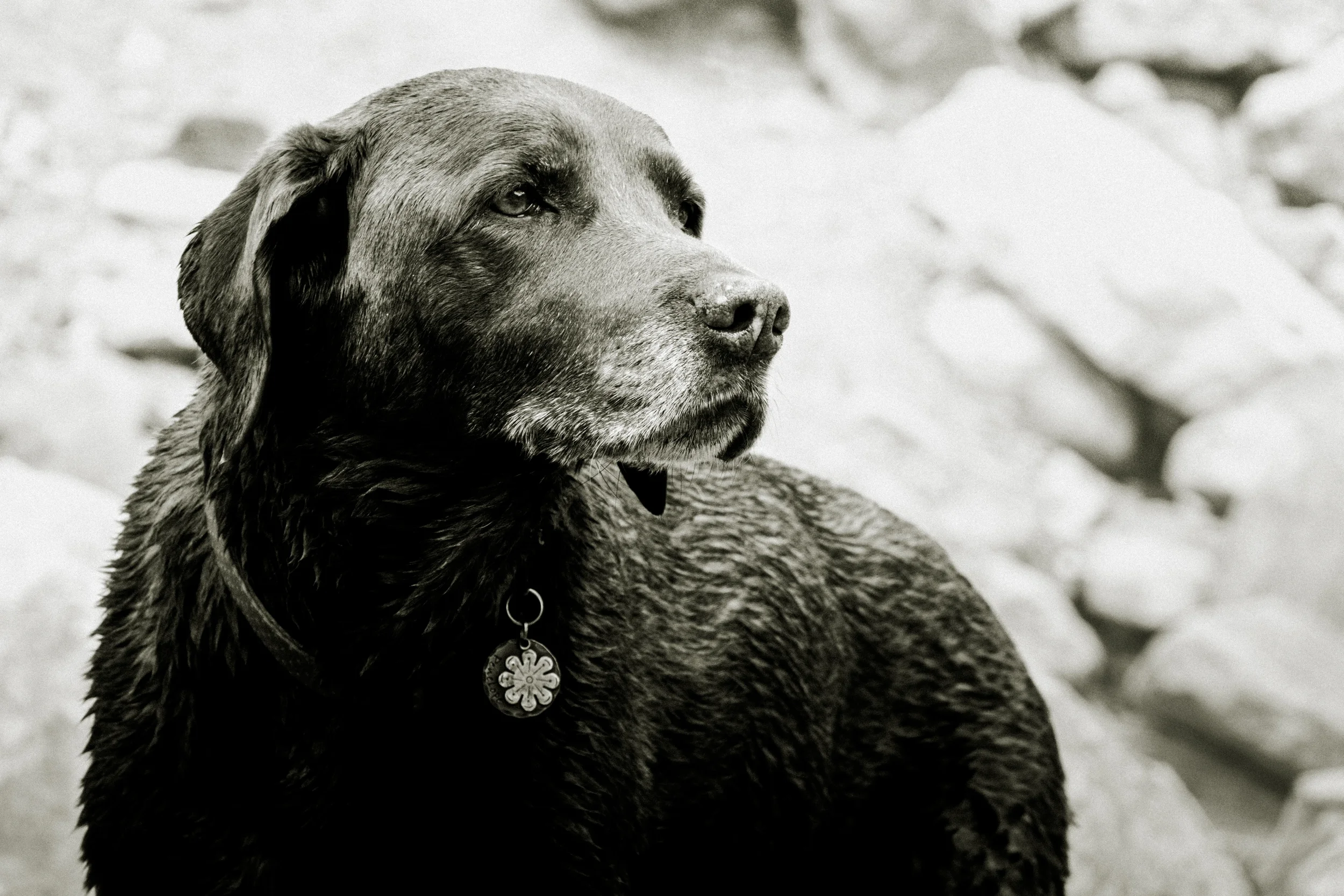 black and white image of a senior chocolate lab