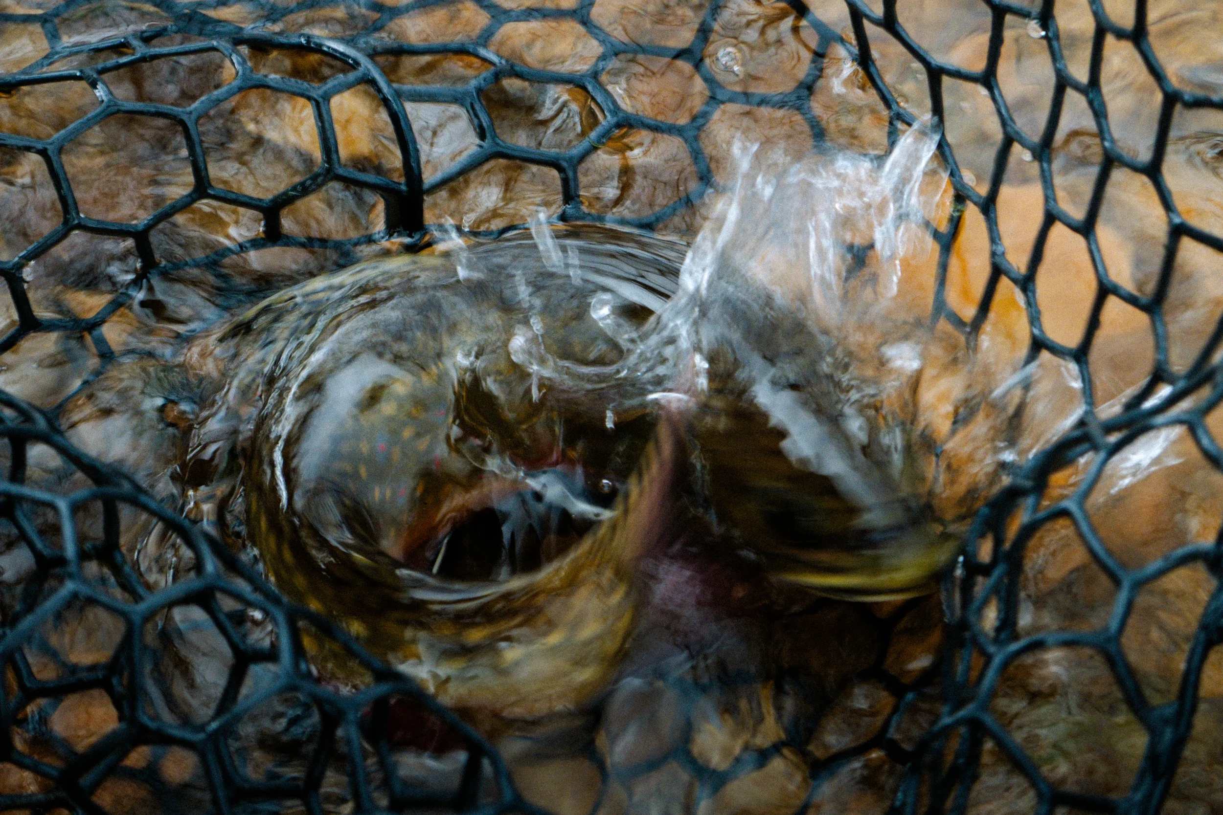 brook trout in a net