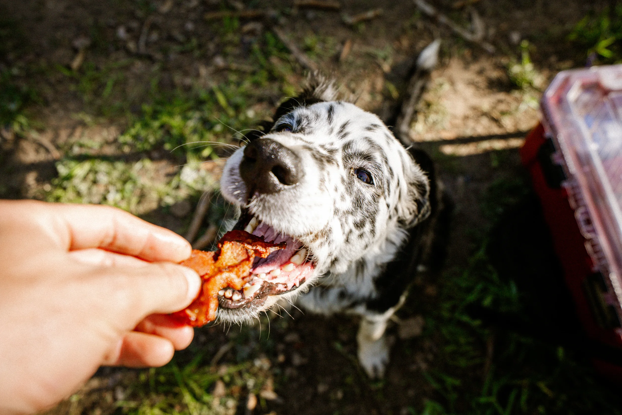 man feeding a dog a slice of bacon