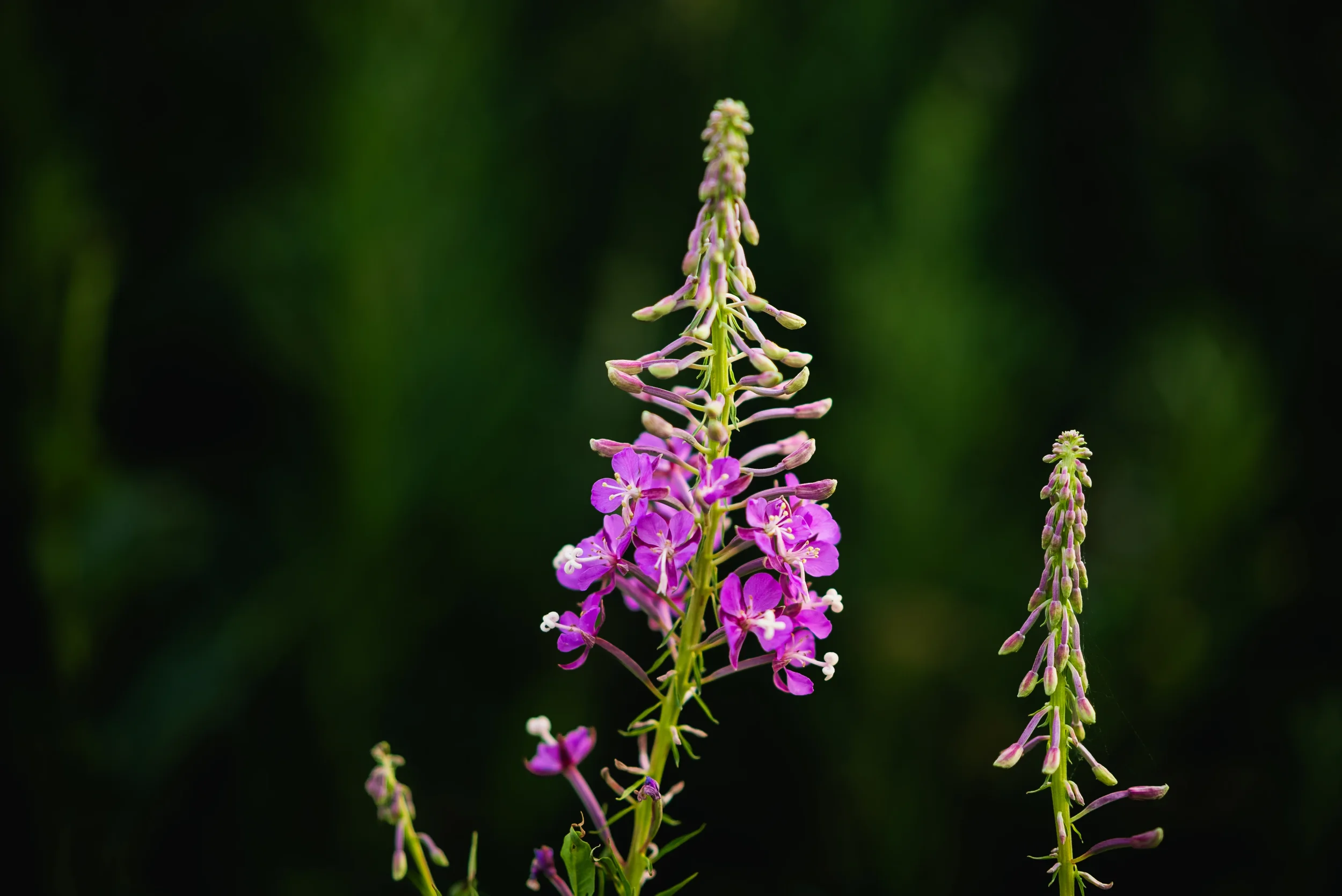Teton PassDSC00857.webp