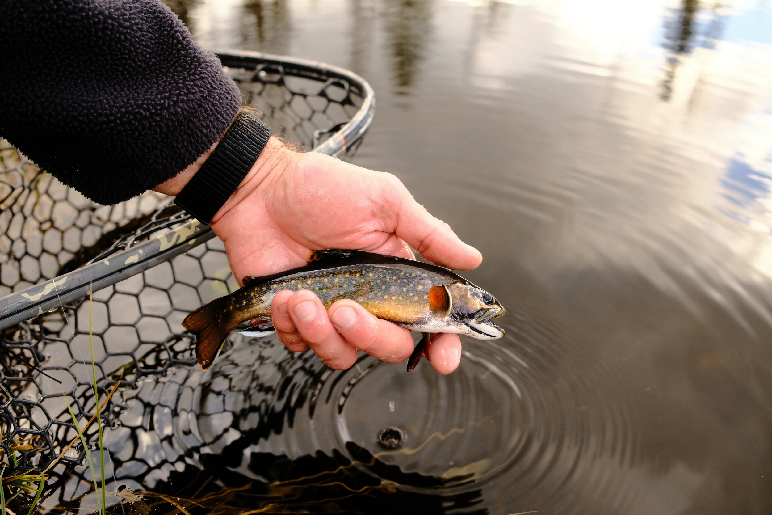 man releasing a brook trout