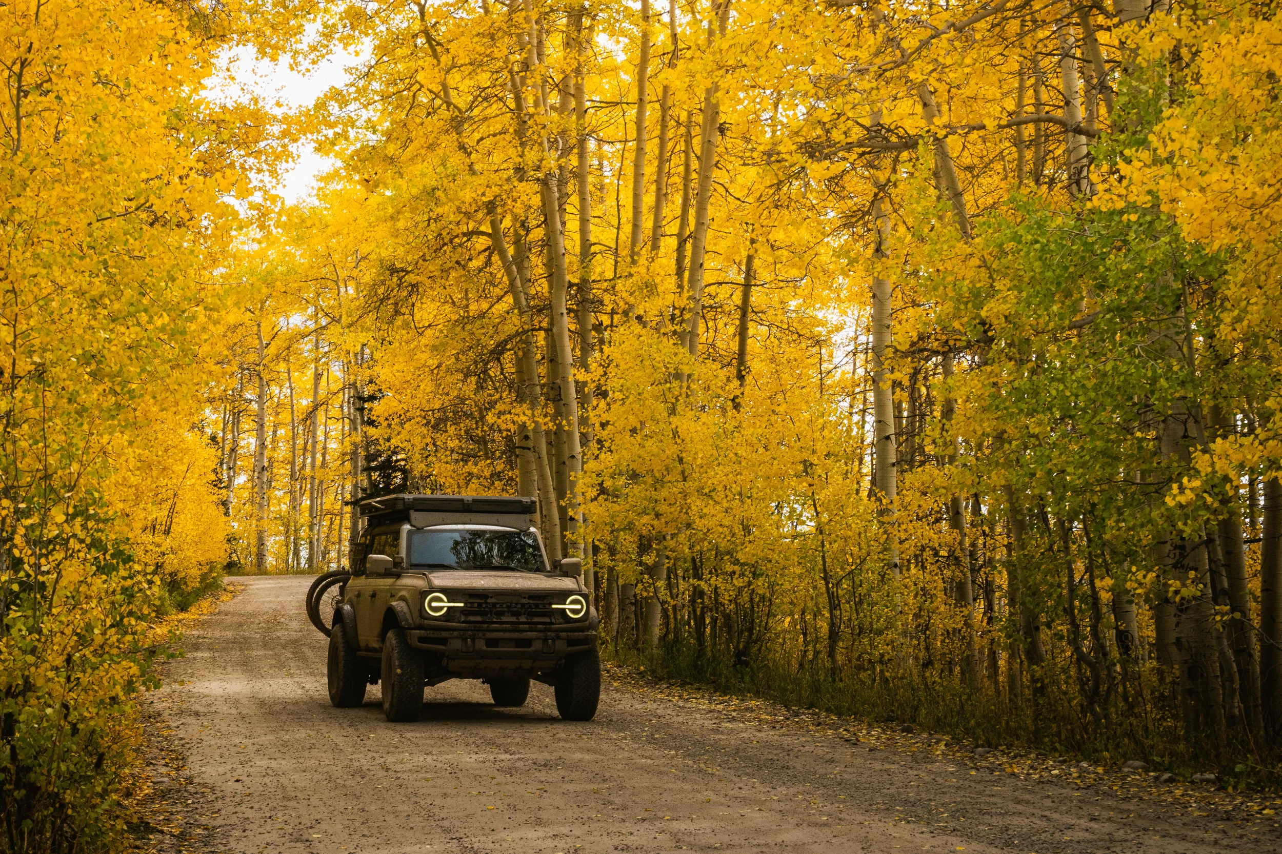 ford bronco driving on a dirt road lined with yellow aspens