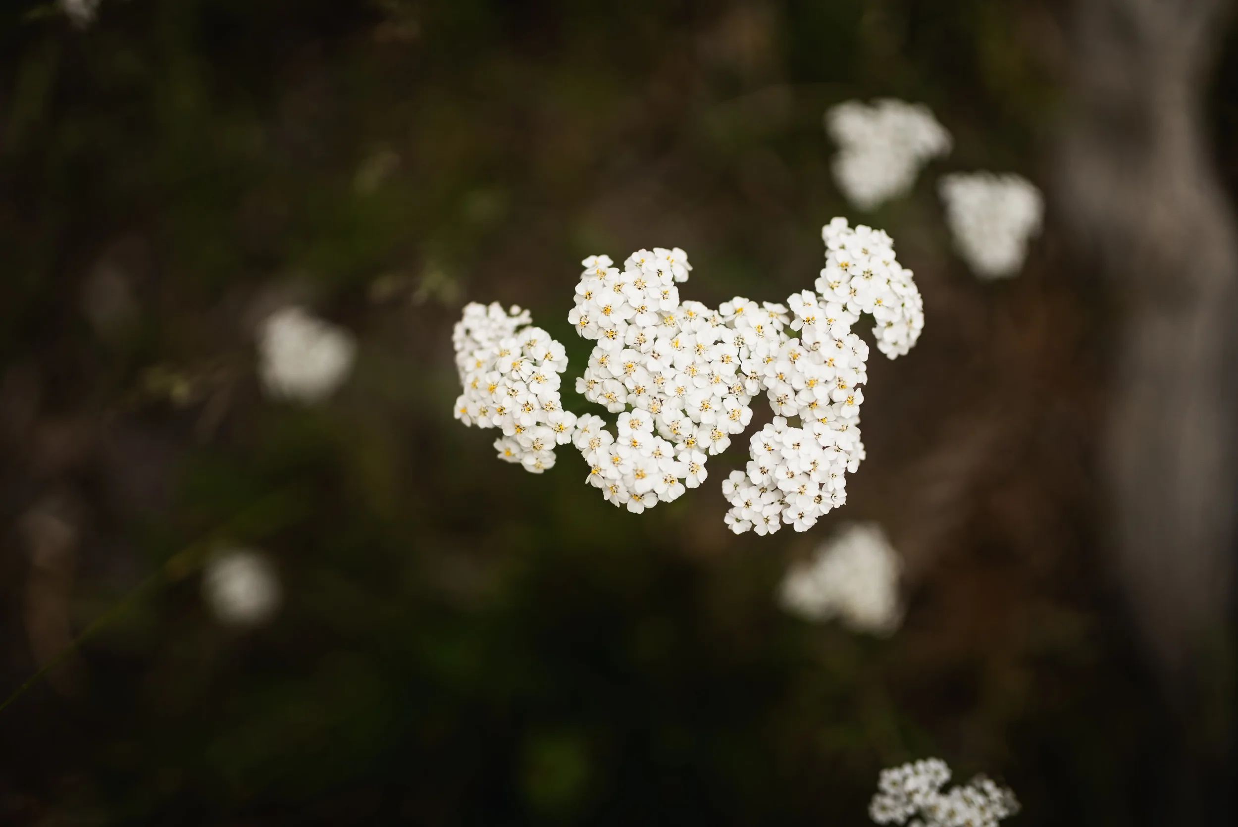 white wild flowers