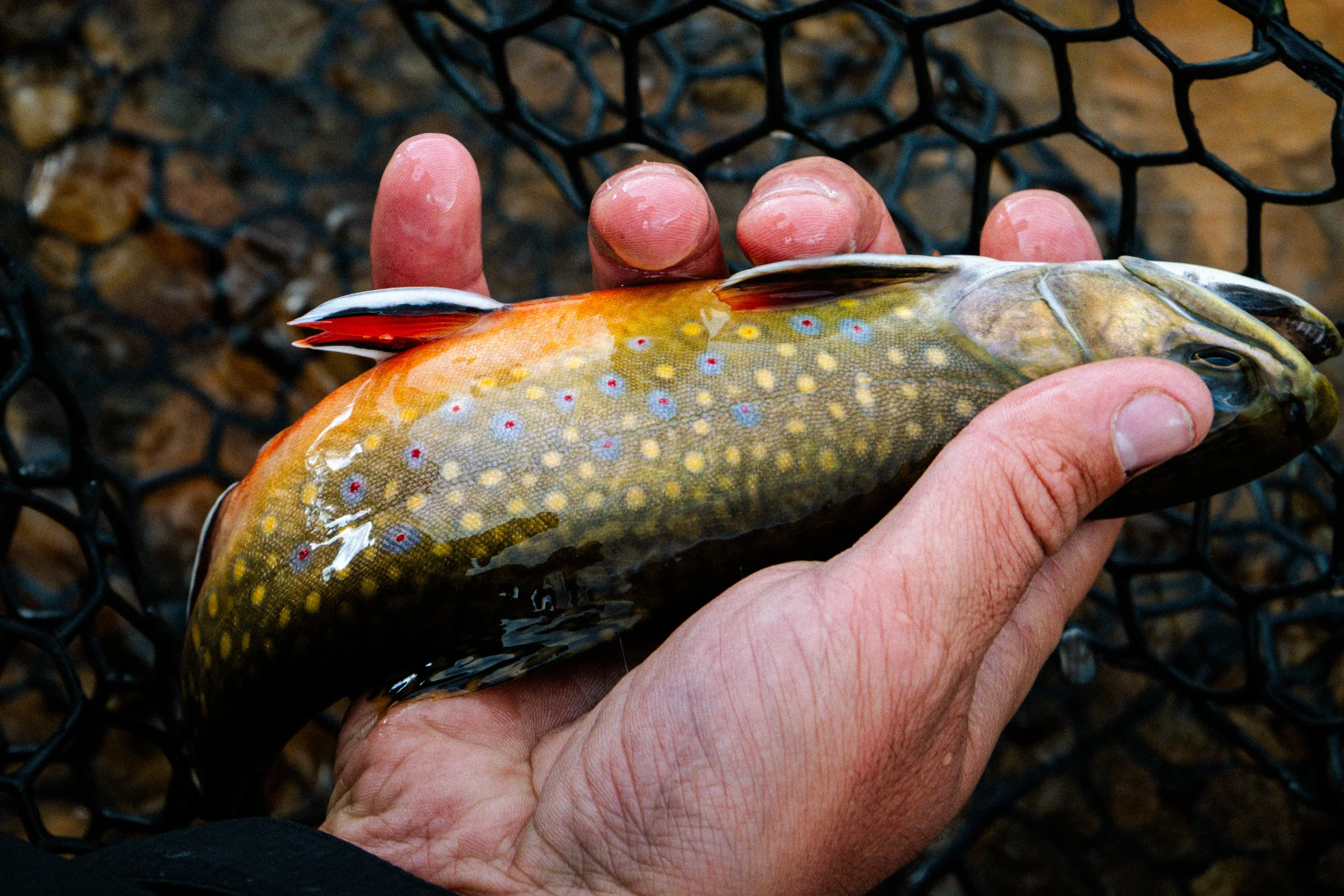 closeup of a brook trout